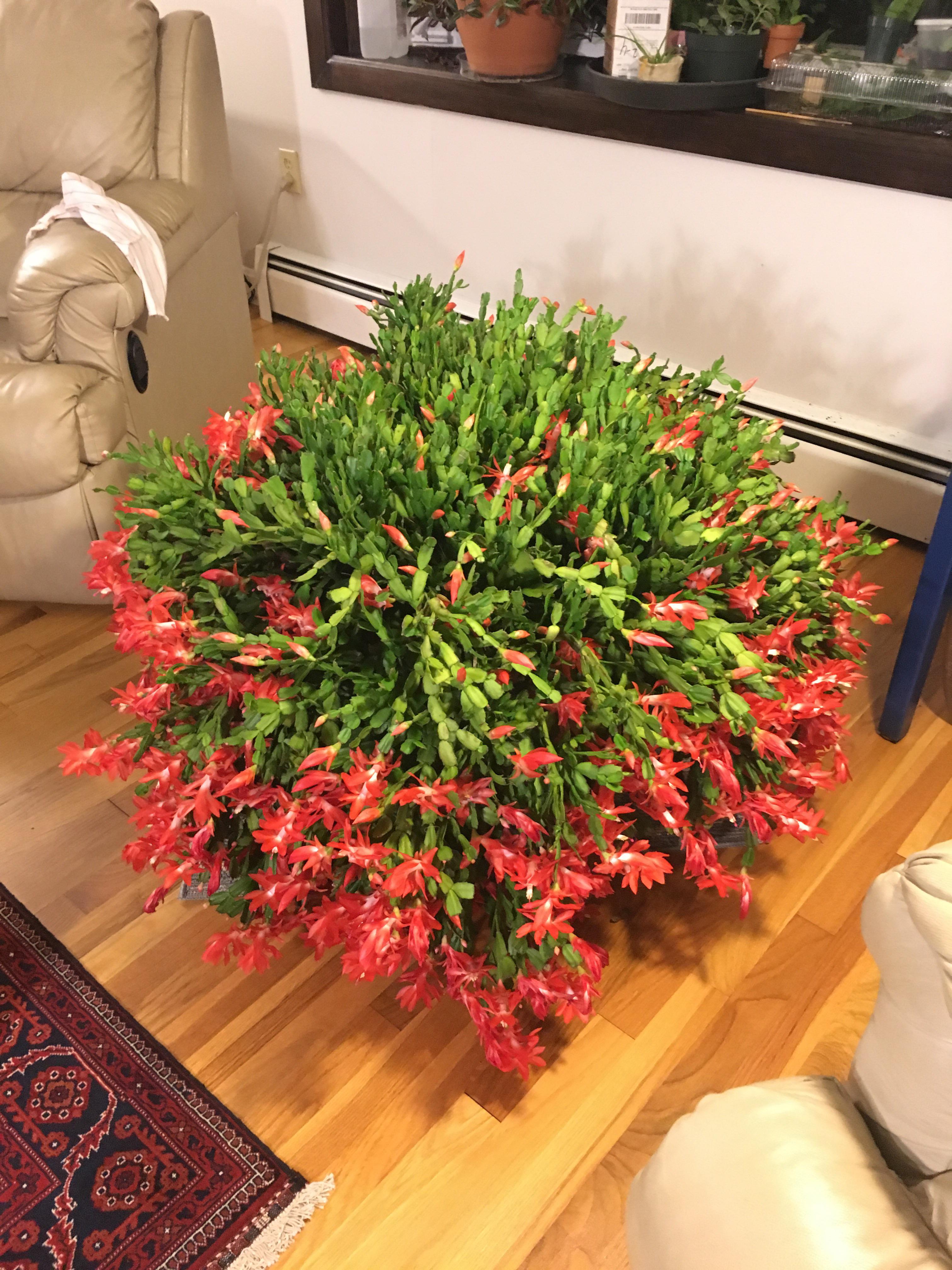 Inherited 30 year old Thanksgiving Cactus Bloom r/houseplants