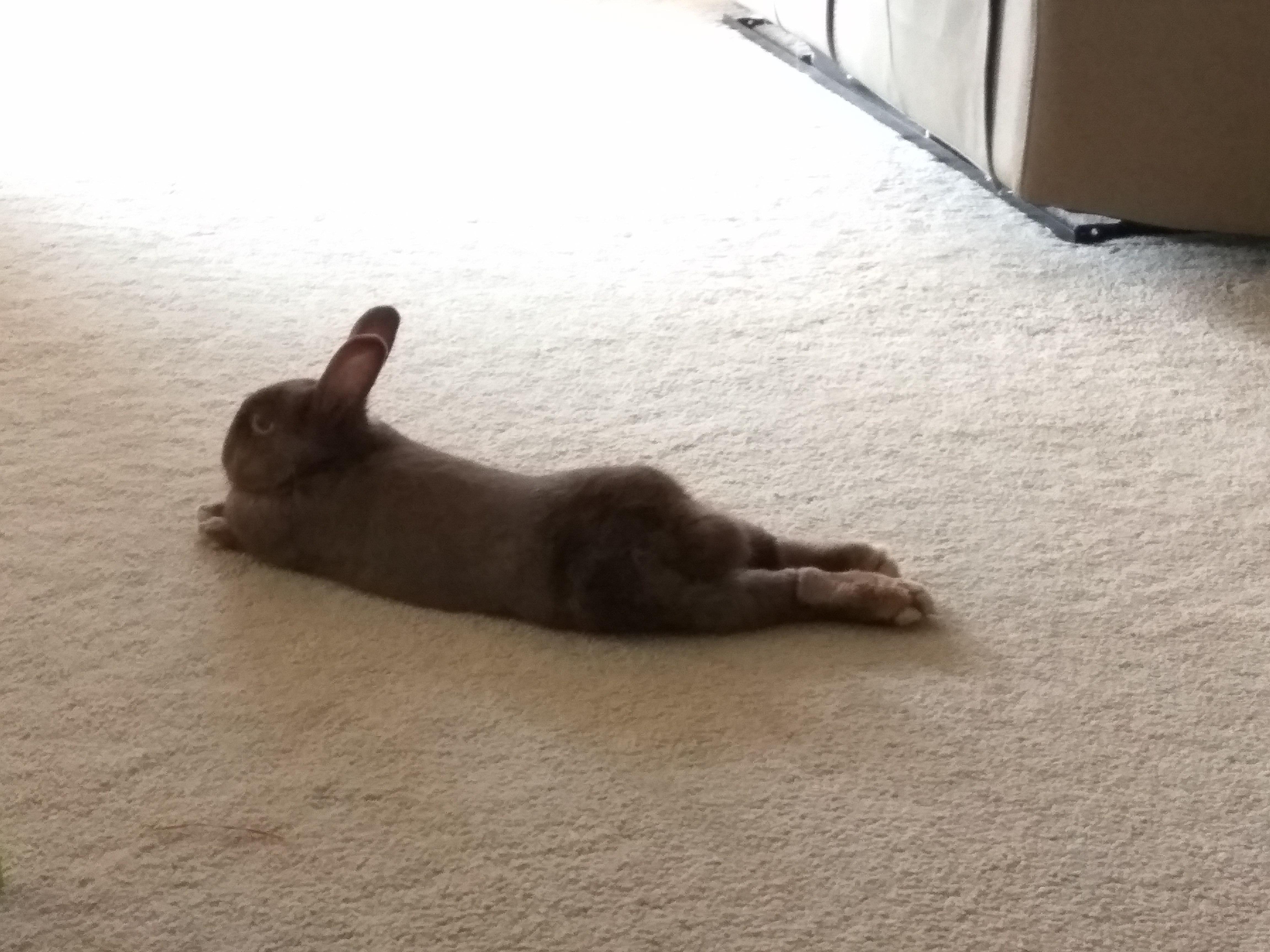 You ask me how long can a rabbit be? I raise you my long bun, Moochie