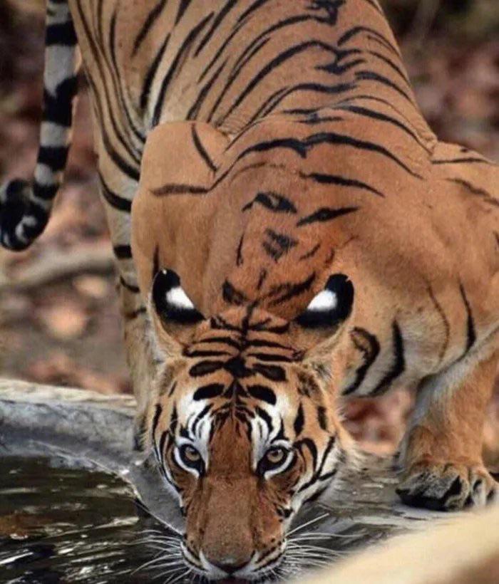 🔥 Tiger showing “eyespots” while drinking r/NatureIsFuckingLit