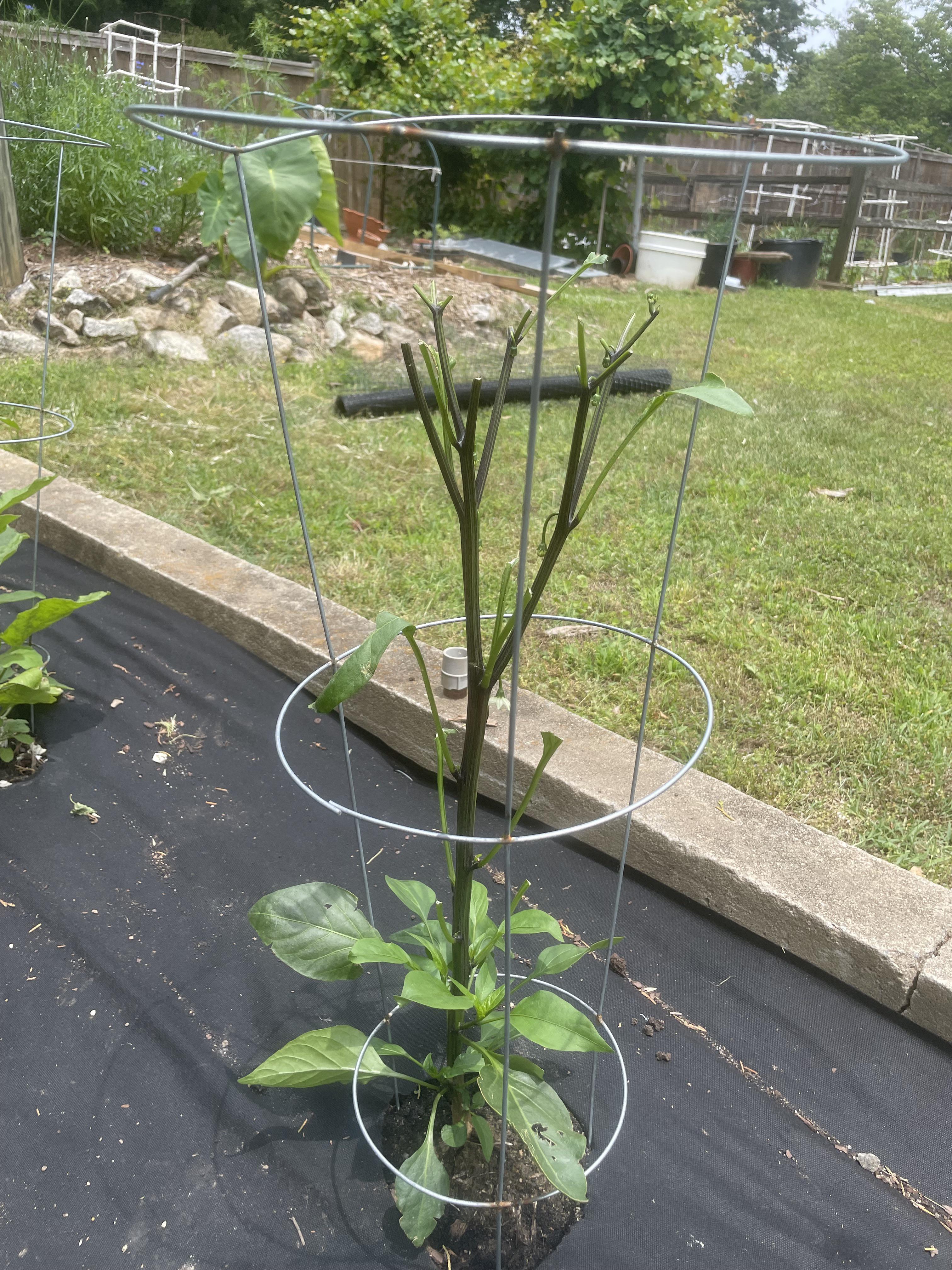 Deer ate my jalapeño plant (South Carolina) r/vegetablegardening