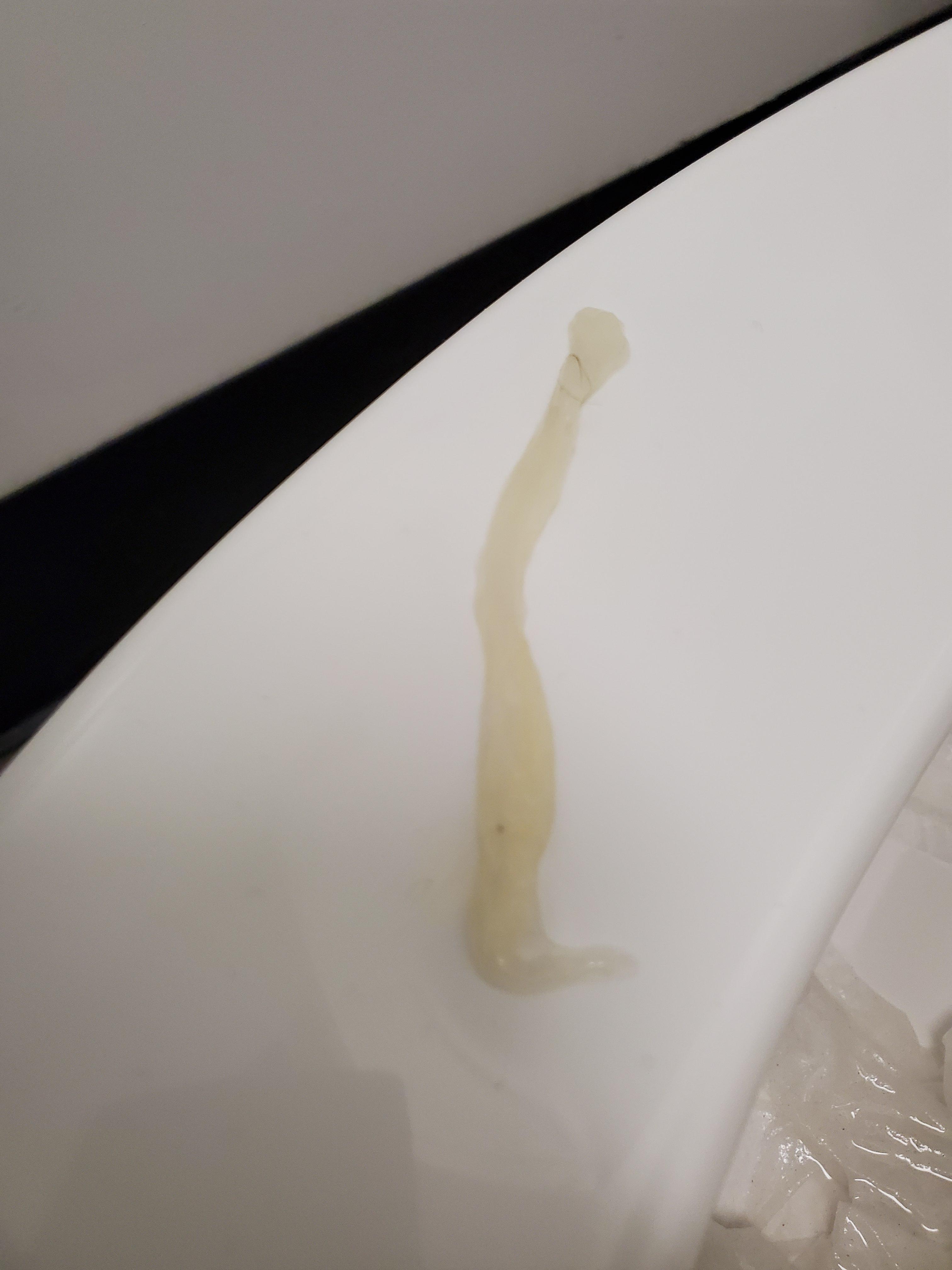 Jelly like mucus came out during bowel movement. It was a normal, well