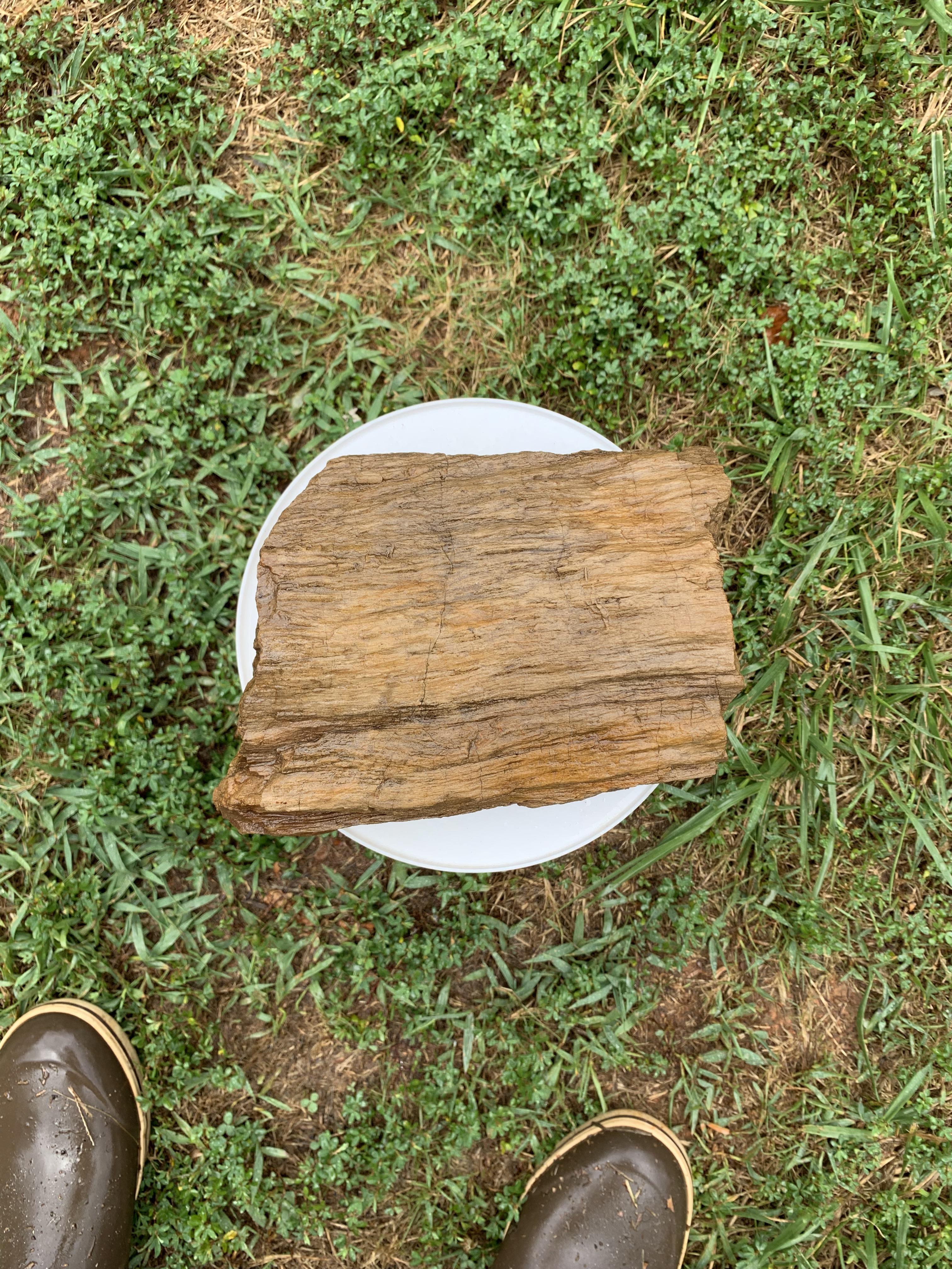 Identification is this petrified wood? r/Rocks