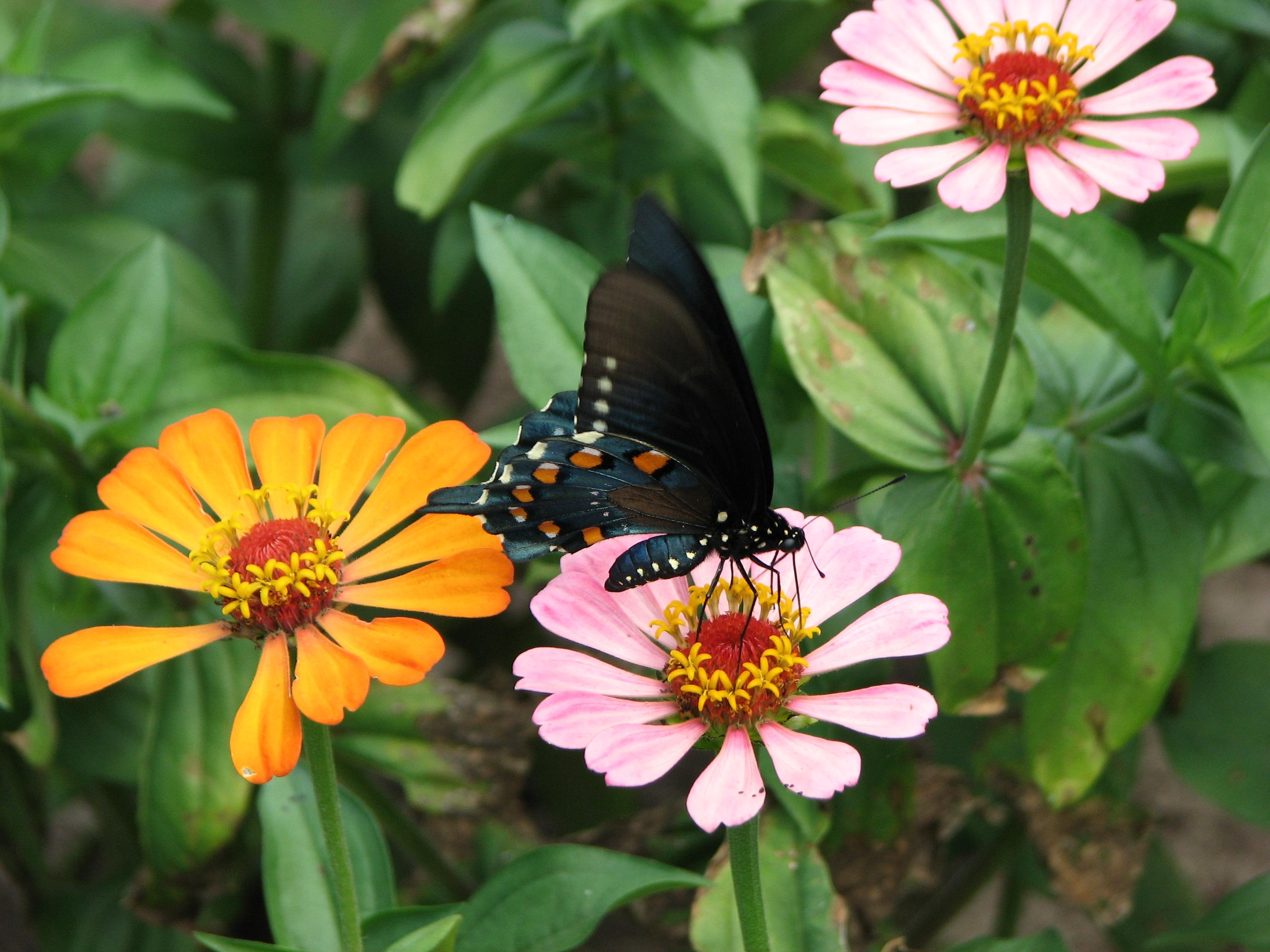 The best zinnias for attracting butterflies have that yellow ring