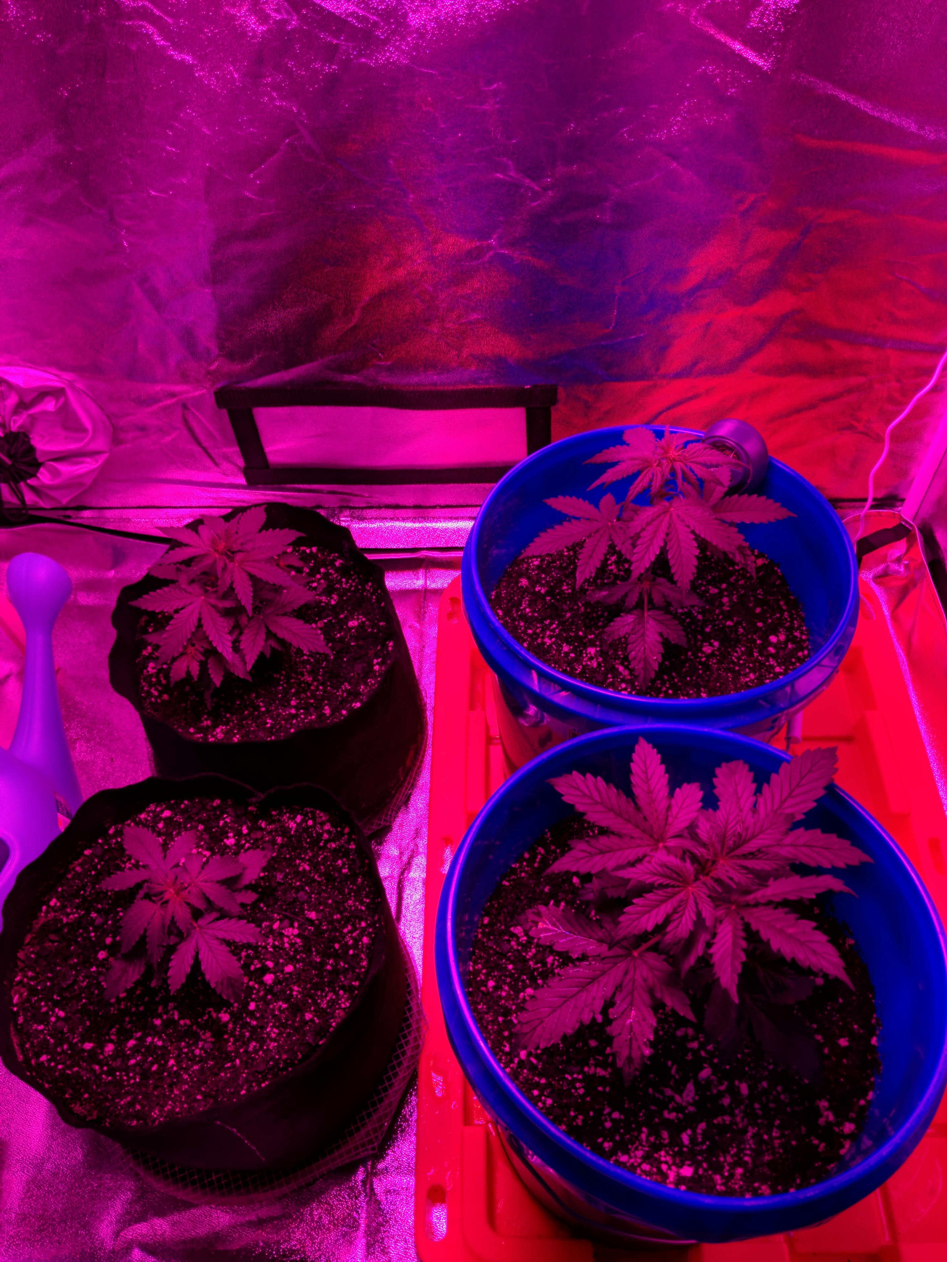 3rd grow, first time autos. Should/do you add nutes. Using happy frog