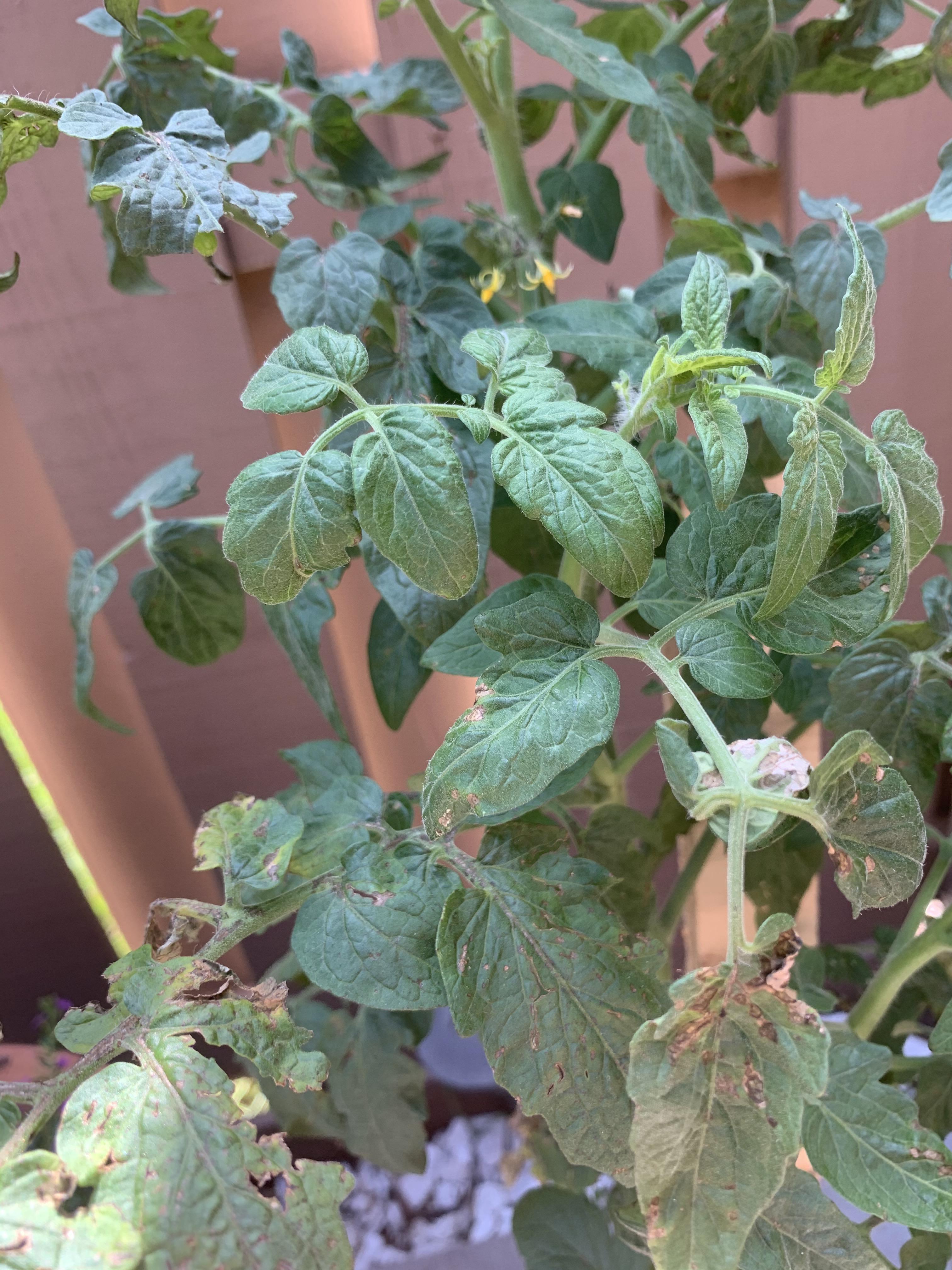Same with tomato plant, flowers shrivel up and turn brown. What is