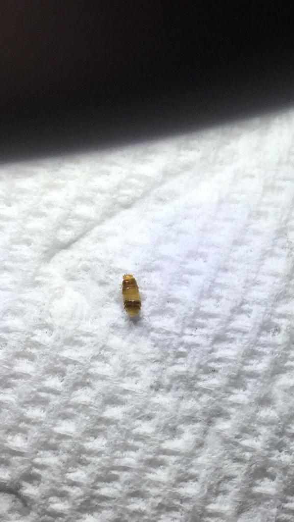 Carpet Beetle Larvae In Bed