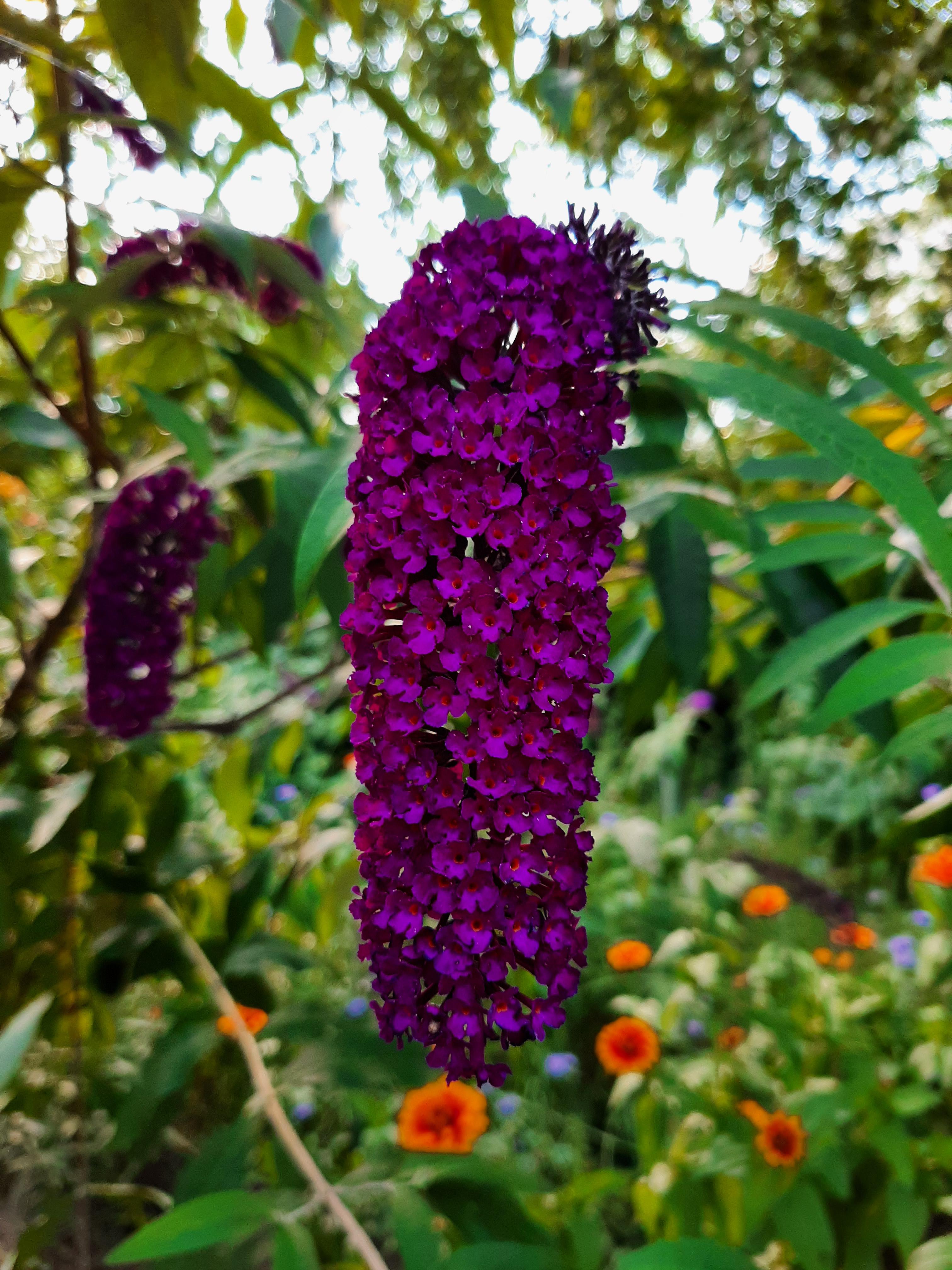 Flower Shops In Etobicoke Ontario at John Alamo blog