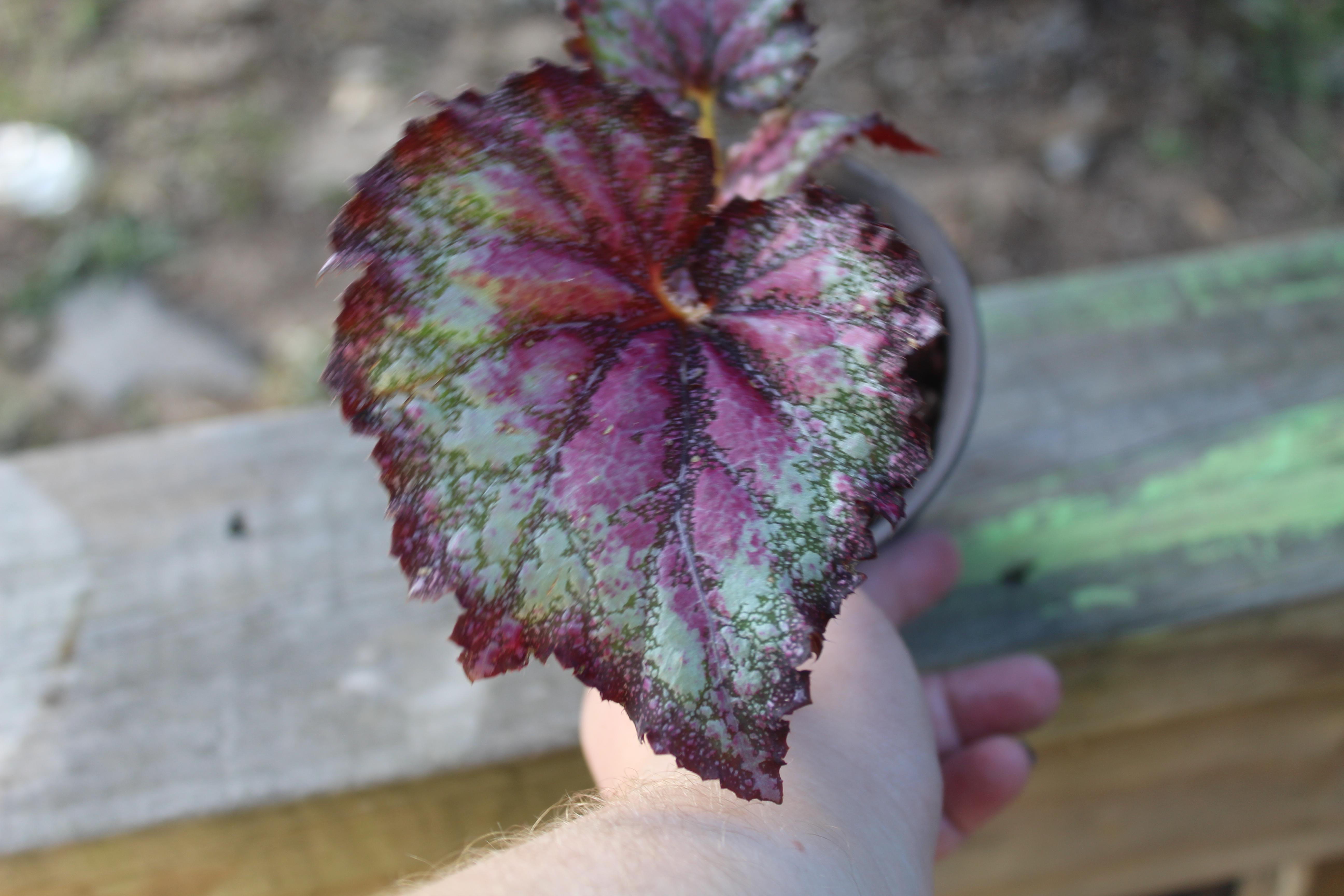 My Begonia Rex Harmony's Purple rain's leaves are starting to develop tons of color and getting