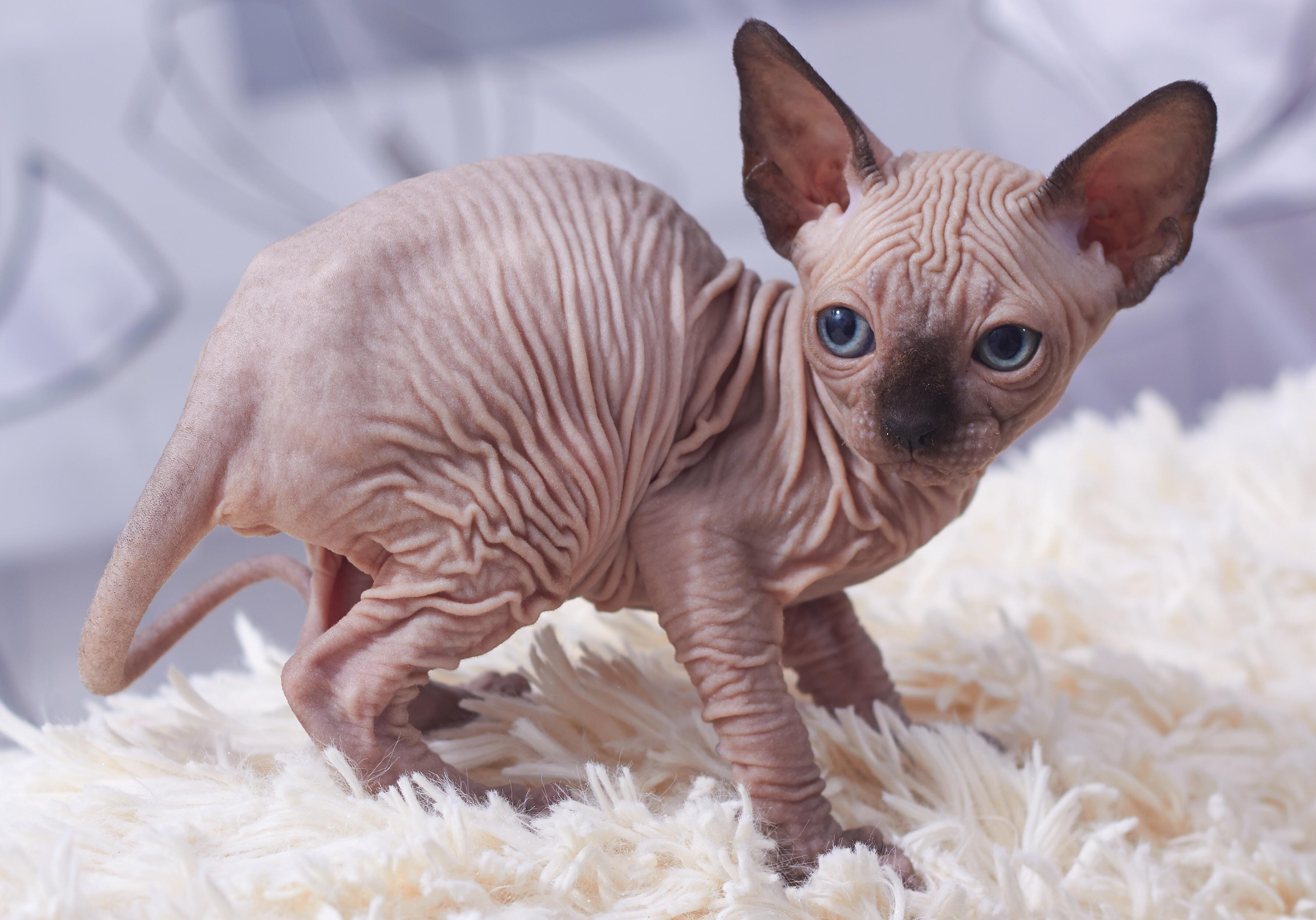 A sphinx cat kitten r/interestingasfuck