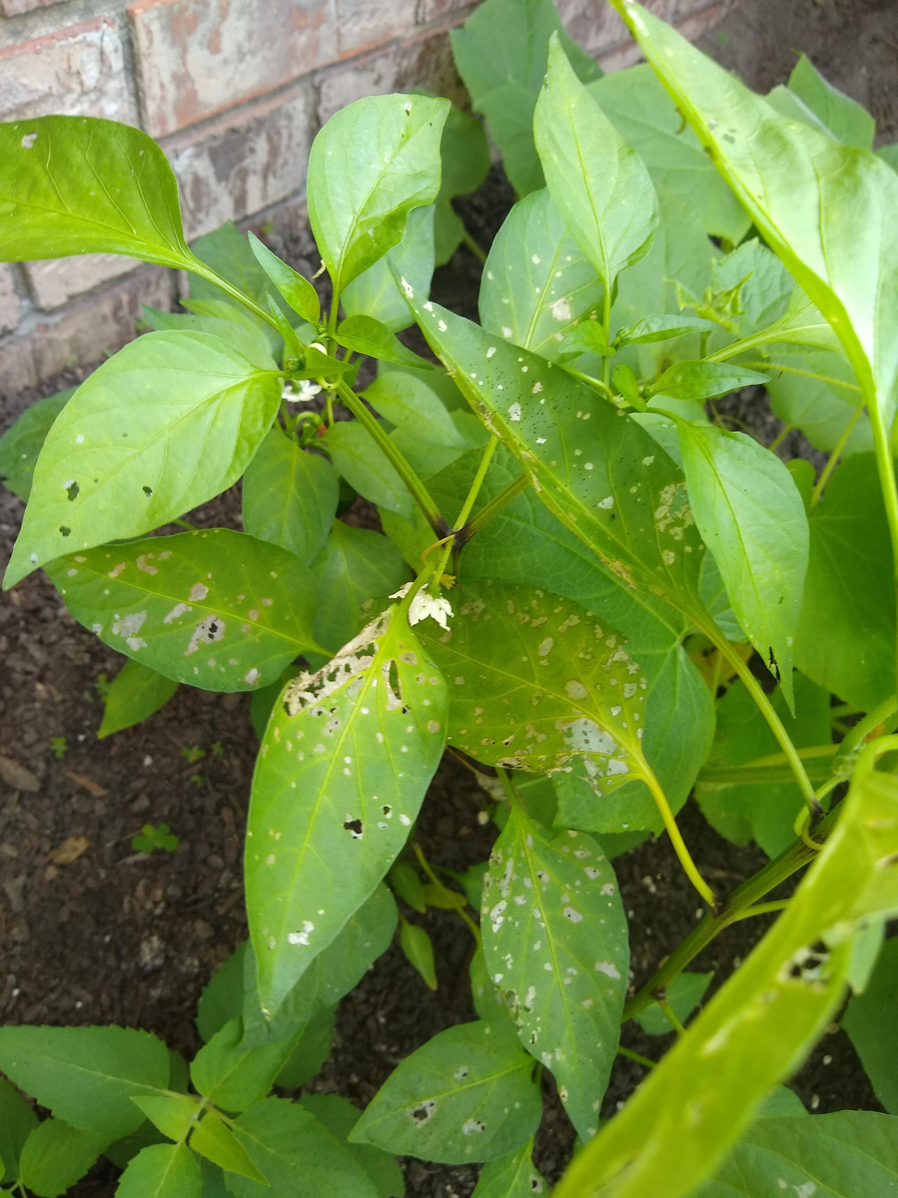 Help! What's eating my leaves?? r/gardening