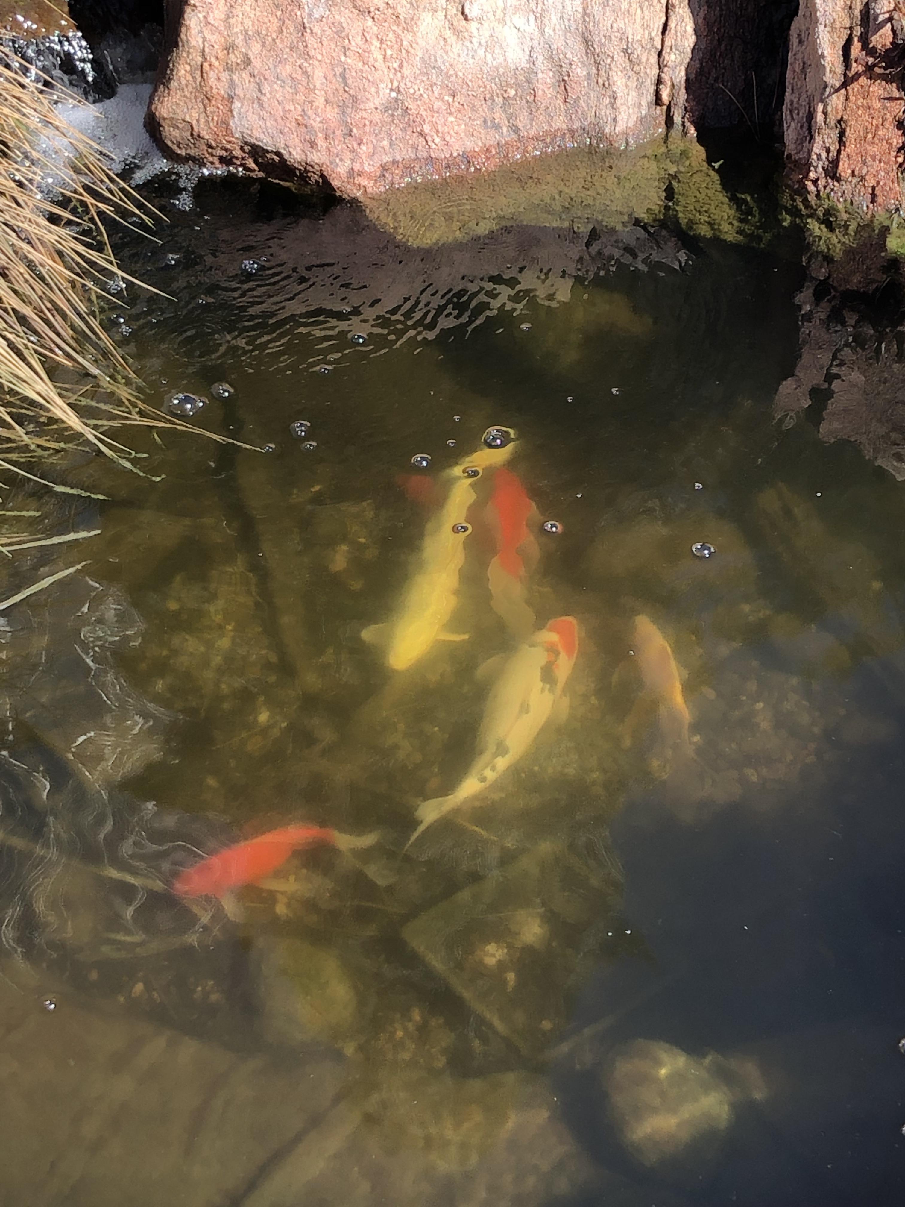 My Koi and Goldfish Pond in its winter season. (There is a orca koi