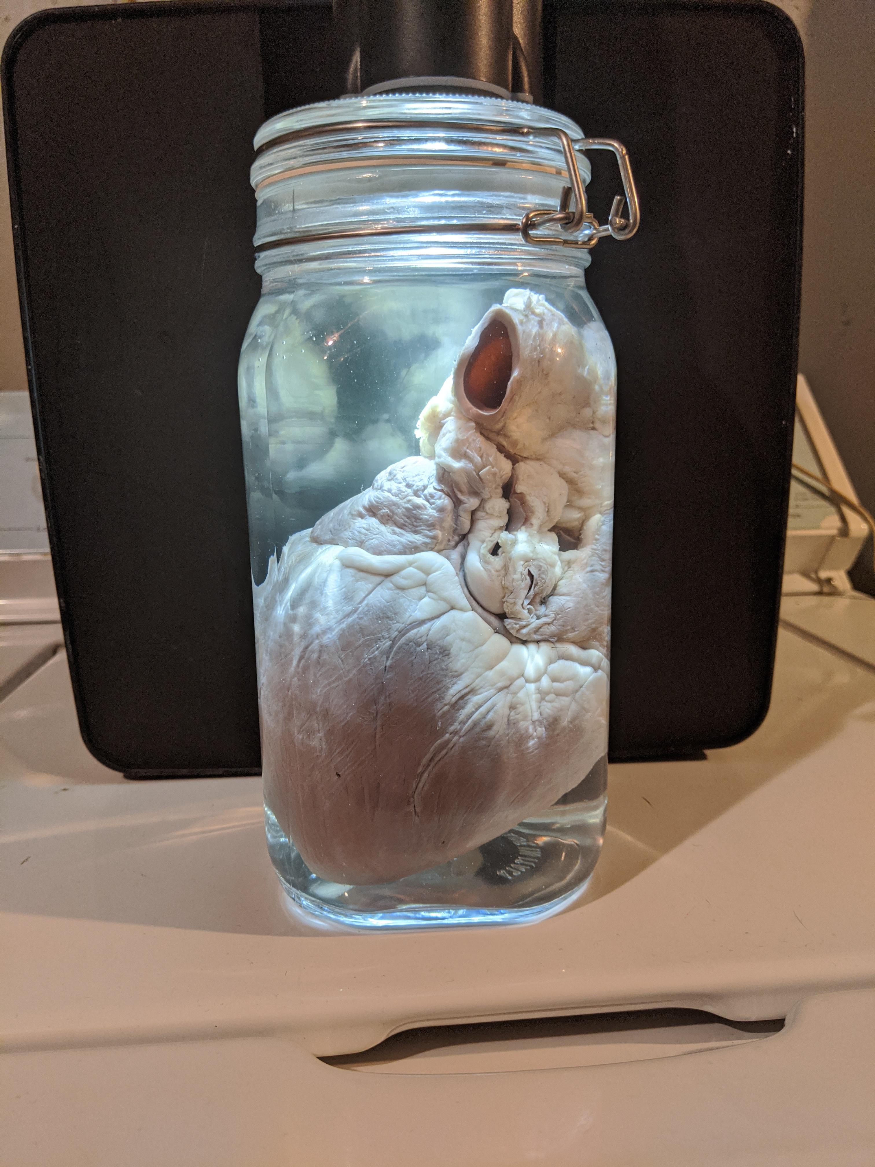 I've wanted to do wet specimens for a while and finally got to do my