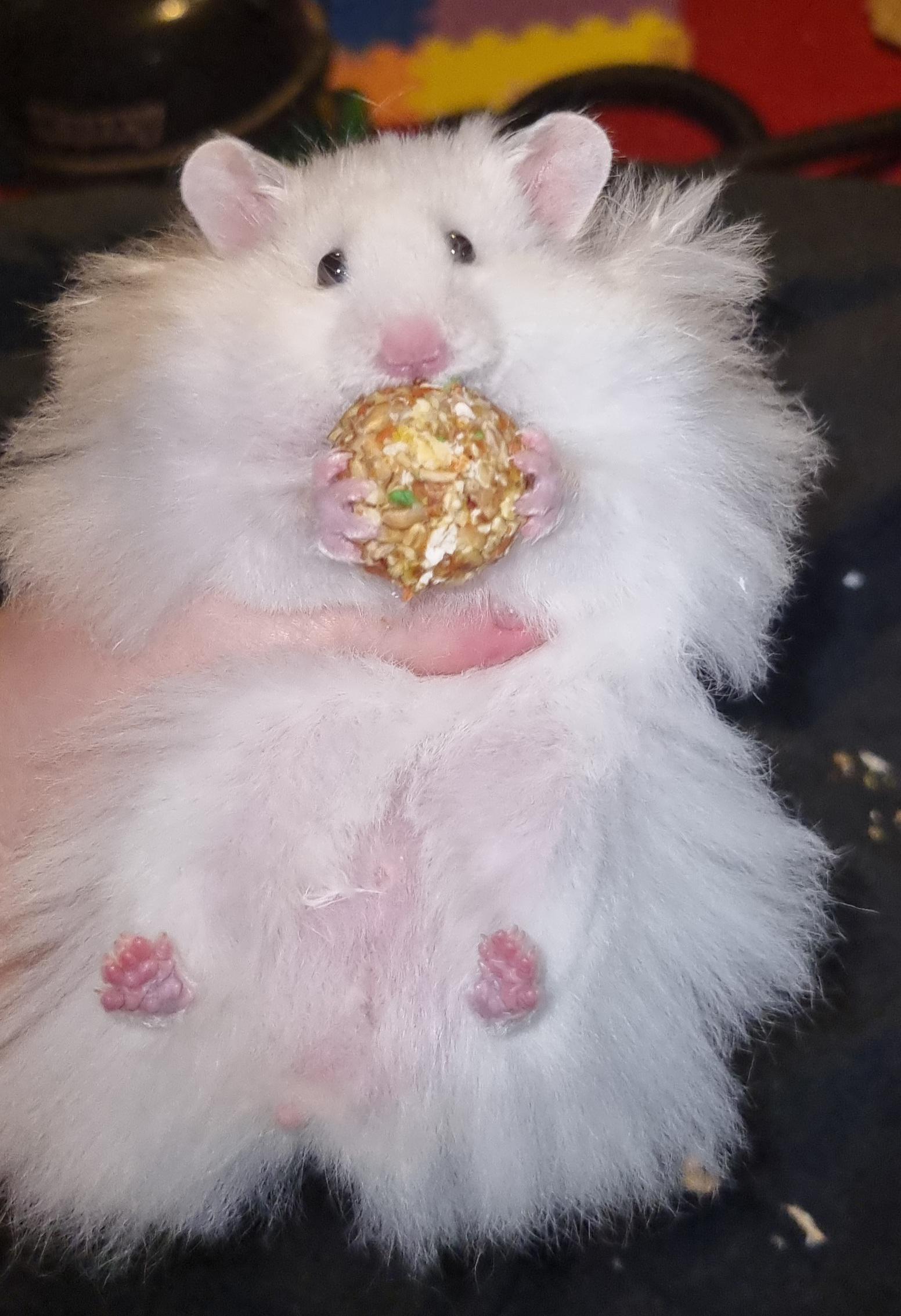 Pretty sure moss is happy with his Christmas presents, here he is showing off one of his many