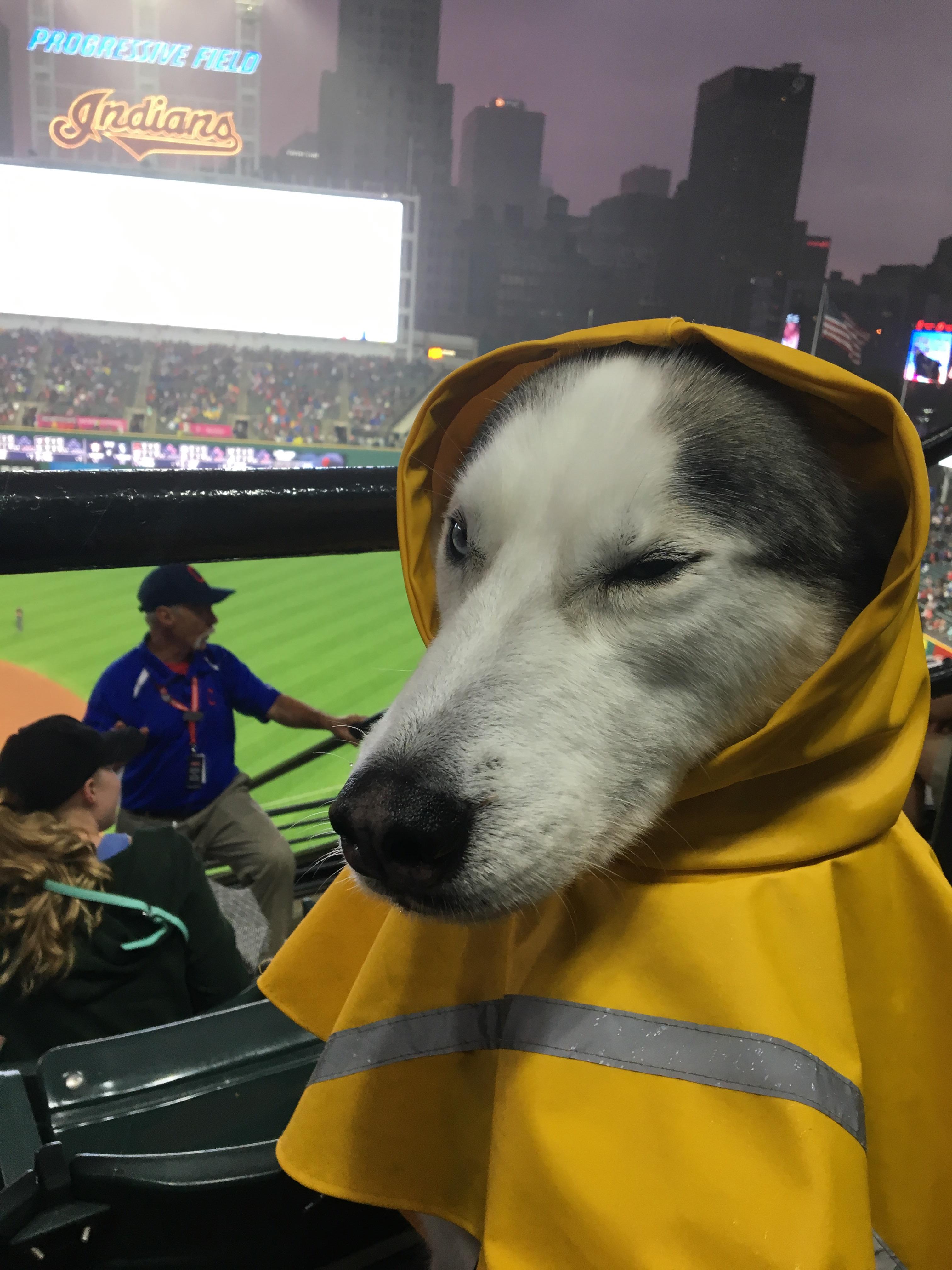 My service dog and I went to a baseball game, it rained, we came