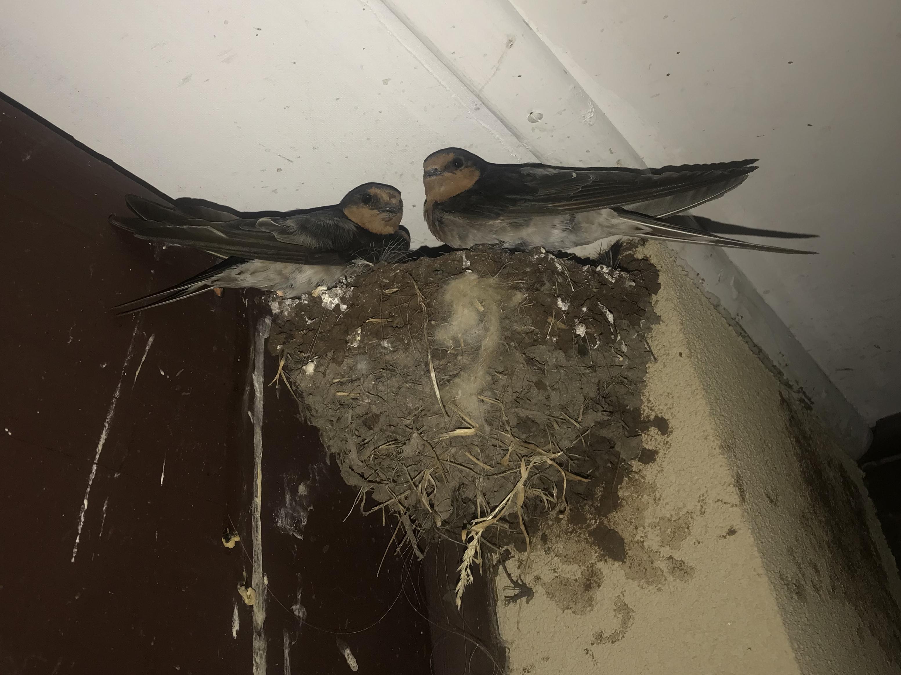 What are these bird nesting above my friend’s door? [Melbourne, Australia] r/whatsthisbird
