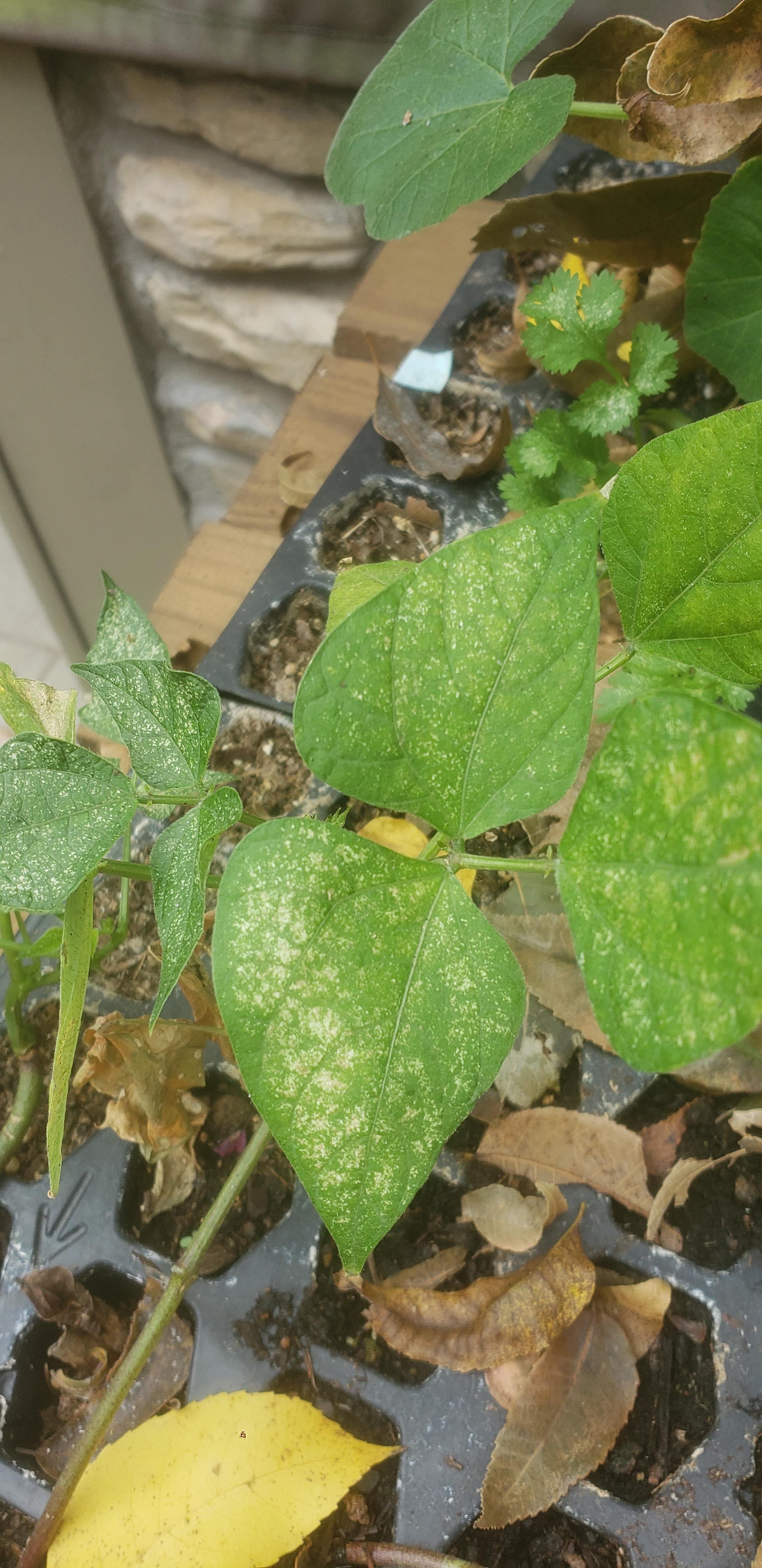 Anyone know the causes of white spots on bean leaves? r/gardening