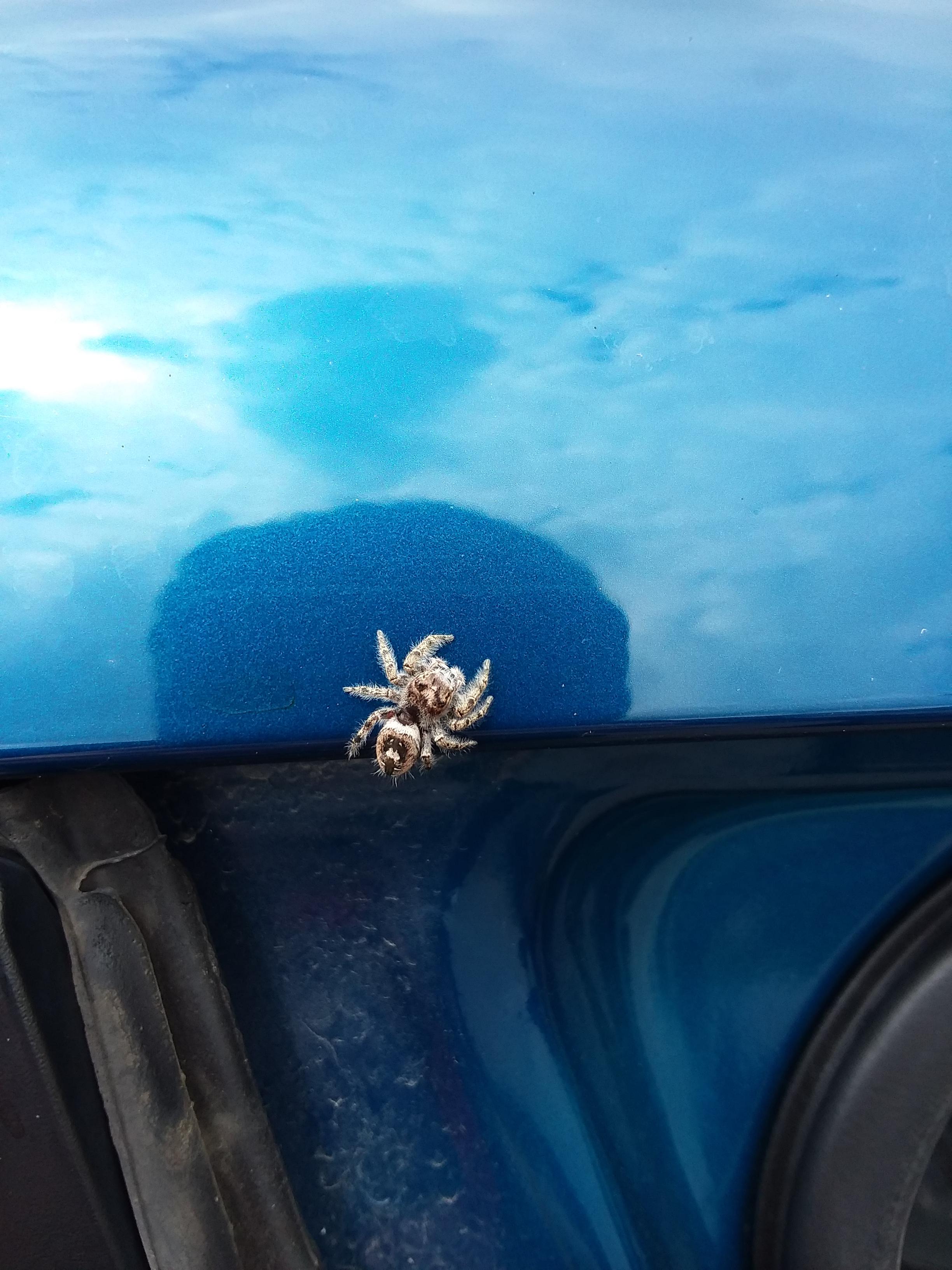 Saw this cutie on my car today 🕷😊 jumping spiders (and spiders in general) seem to love my car