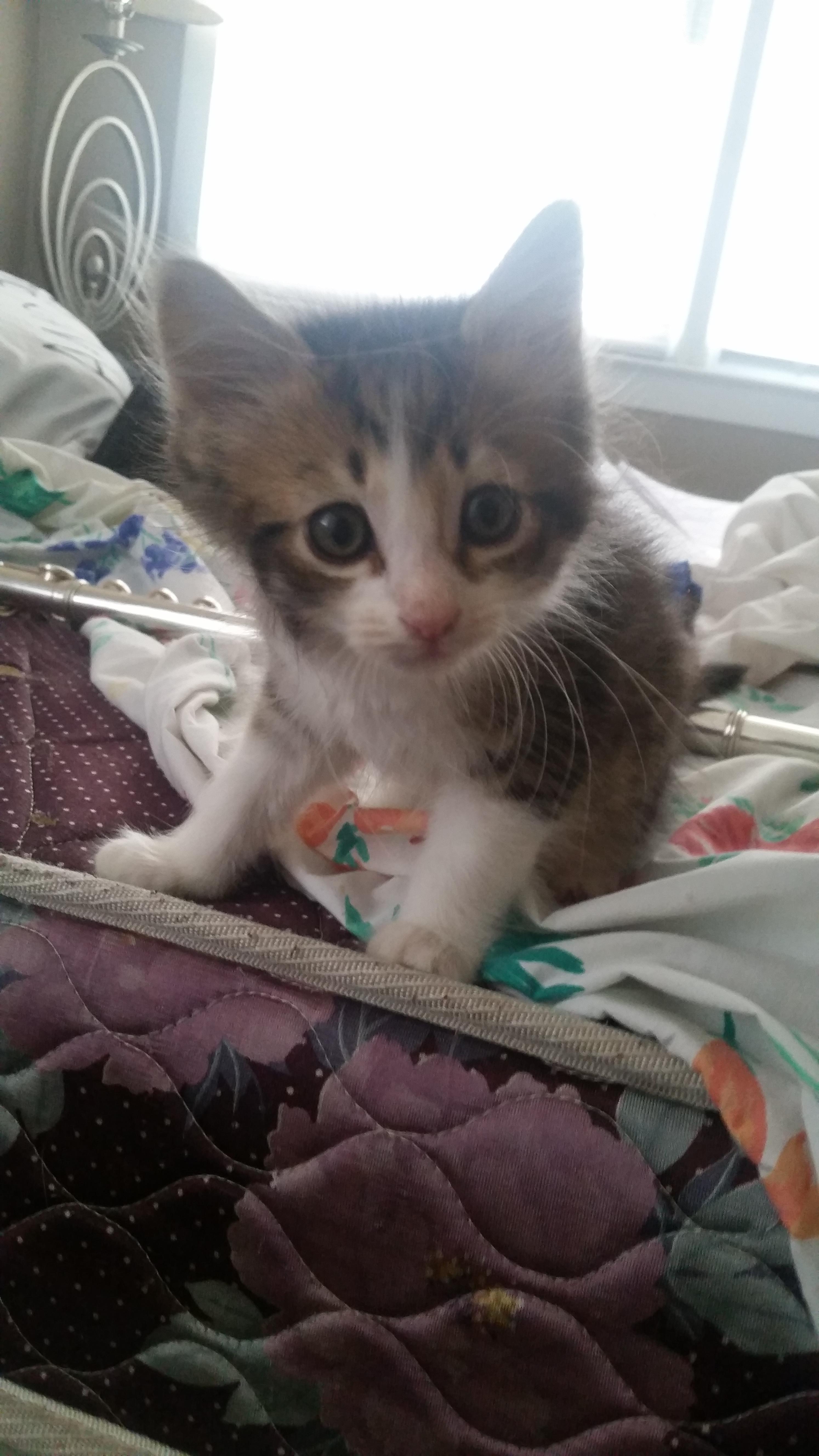 My new kitten. Any name ideas? r/aww