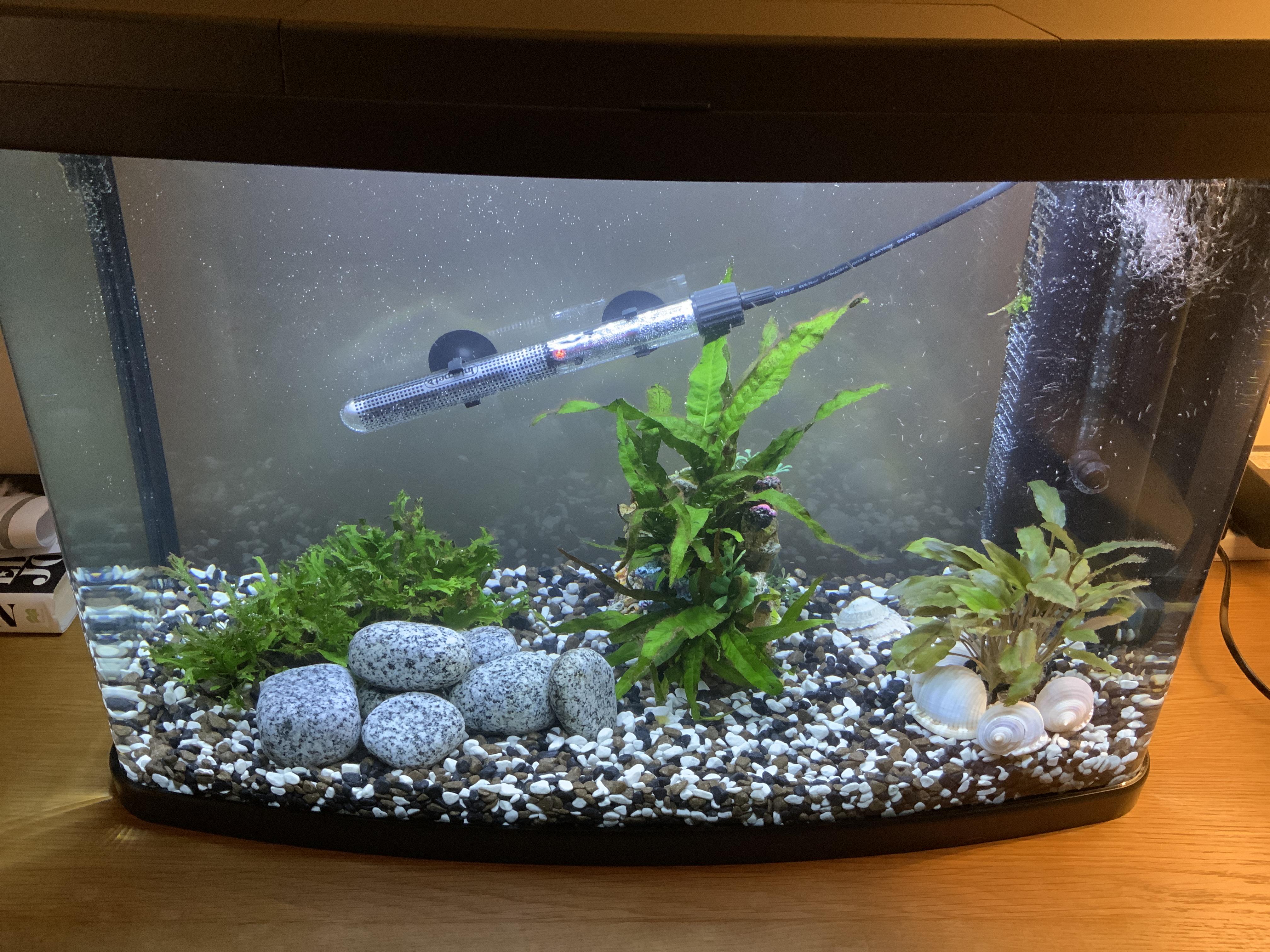 Ideas on what tropical fish to keep in this new 64l setup r/Aquariums