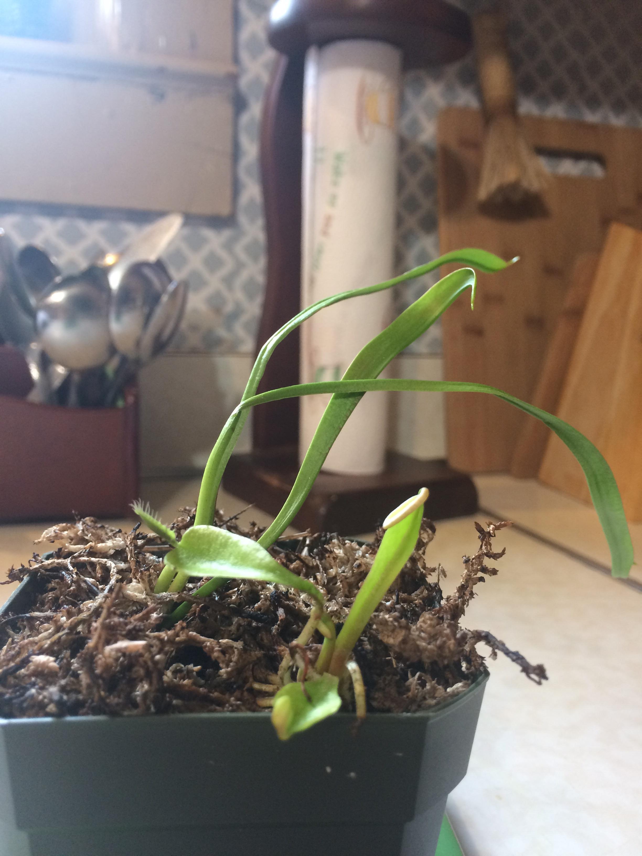 Why is my pitcher plant leaning over? r/SavageGarden