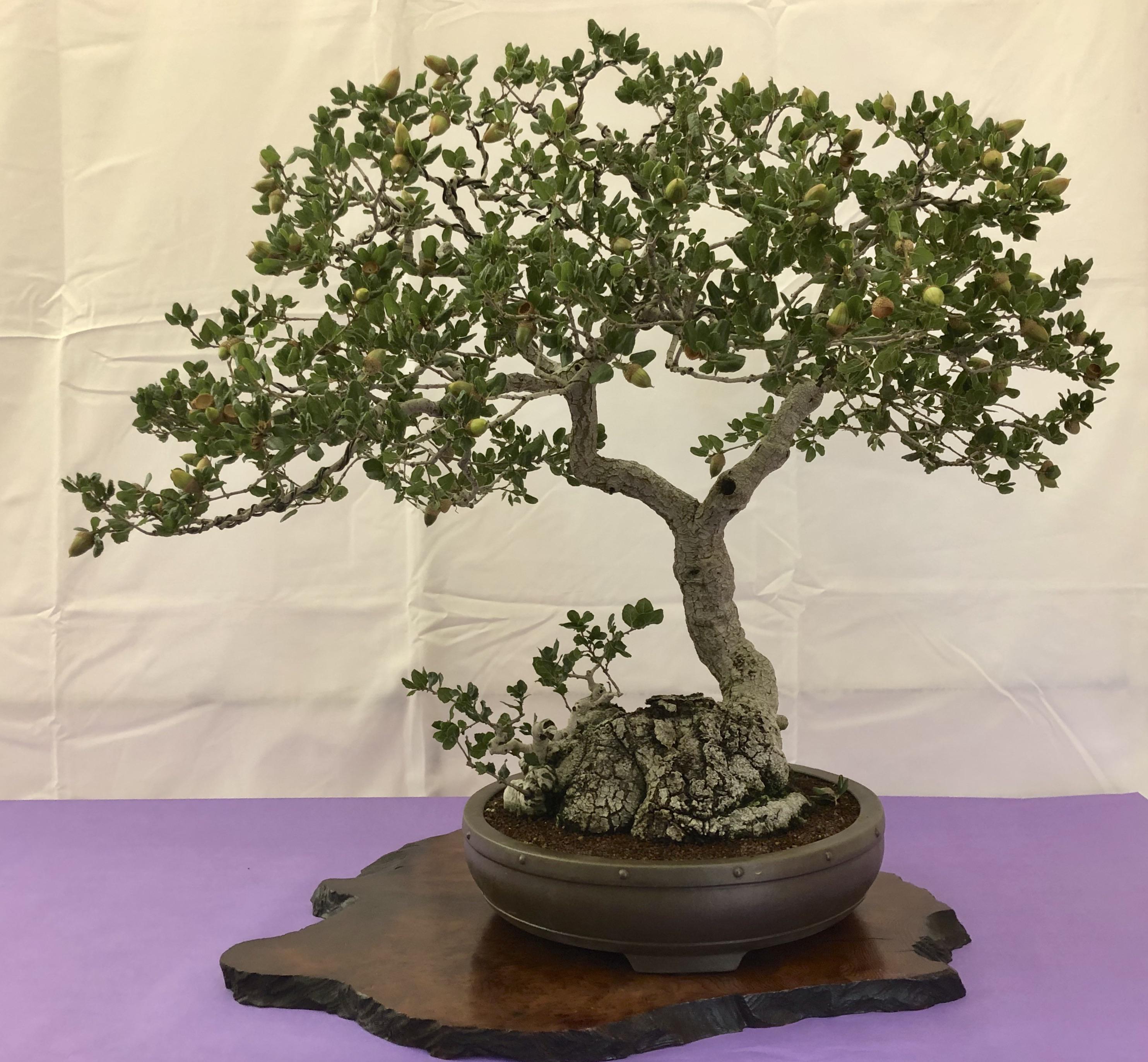 80 year old Coast Live Oak from a bonsai show this weekend r/Bonsai