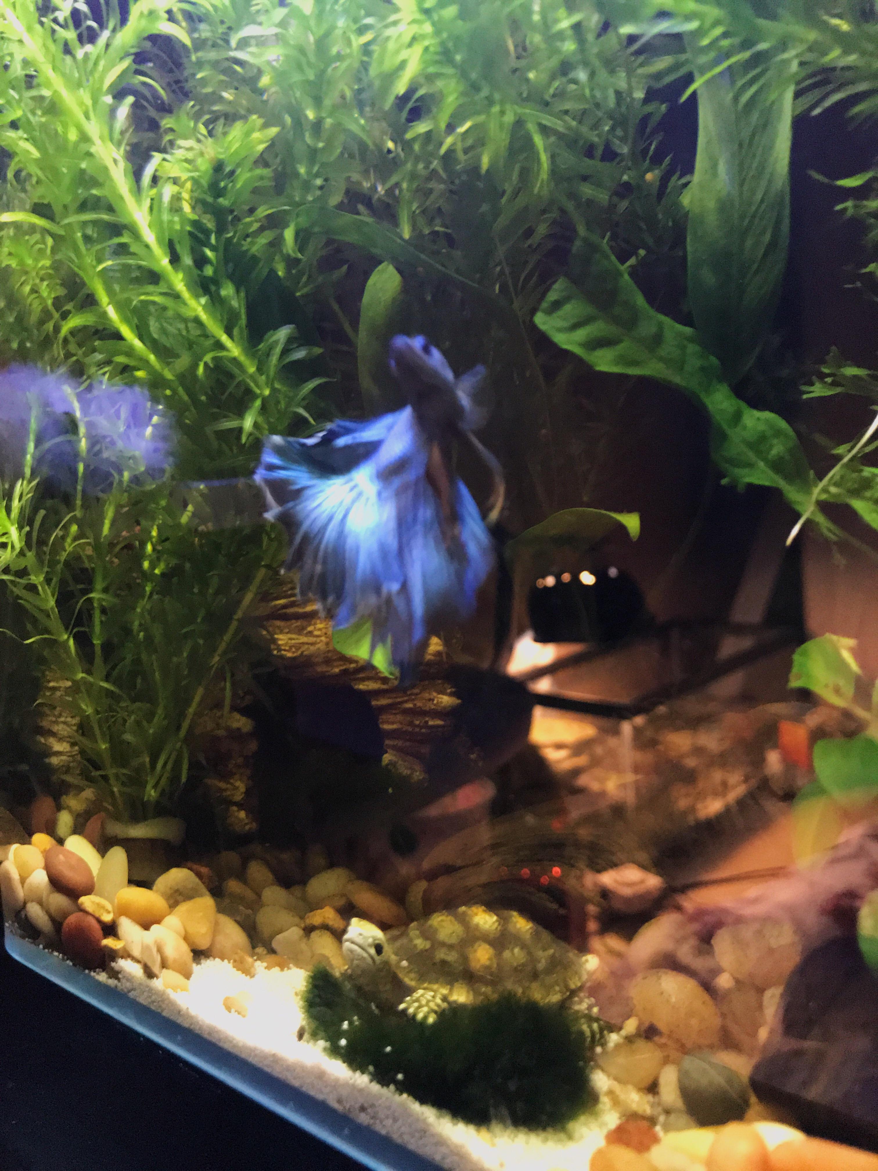 The reflection of my tank makes it look like there’s another dimension in the back of the betta