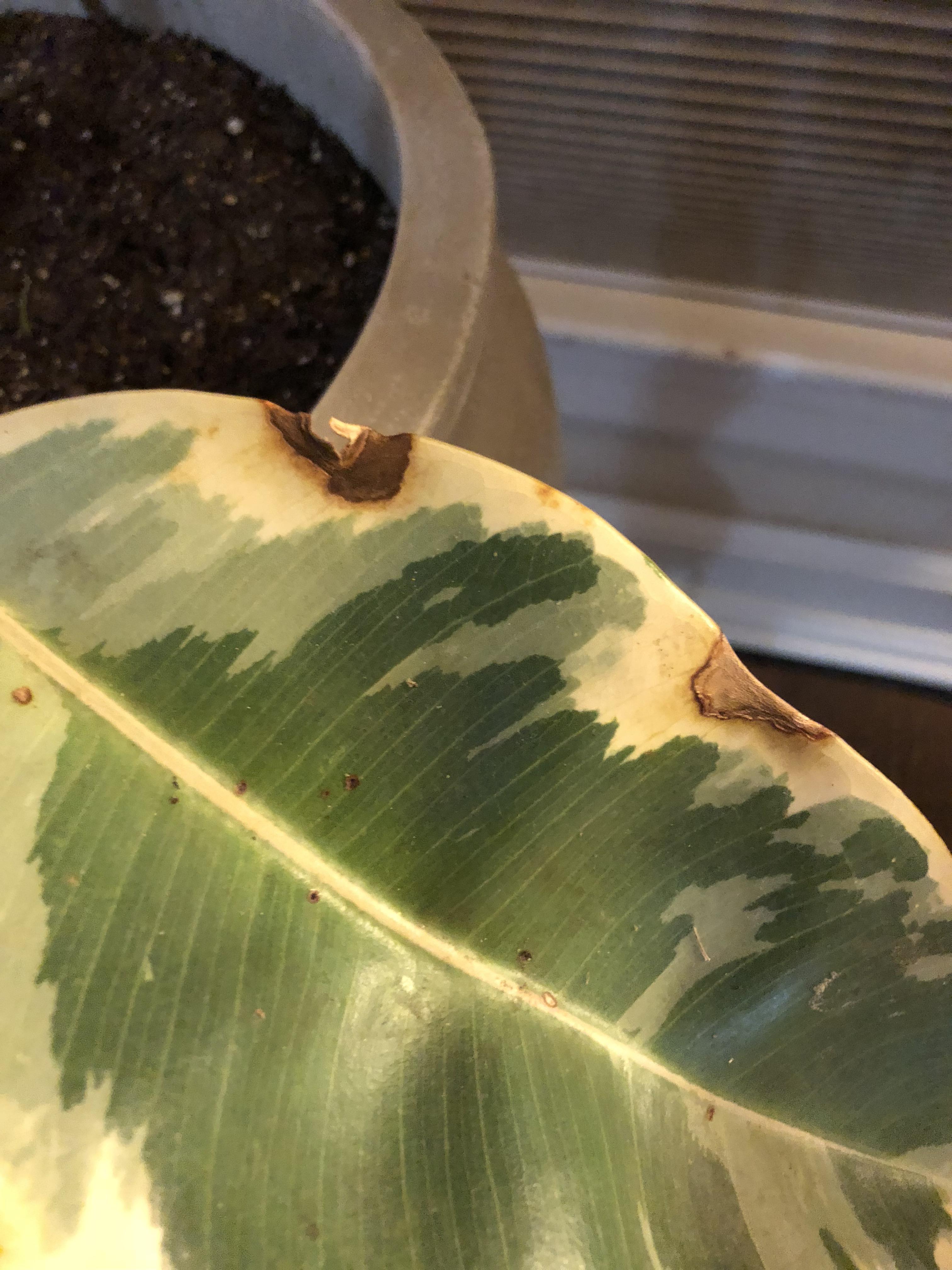 Browning spots on variegated rubber plant need help more details in