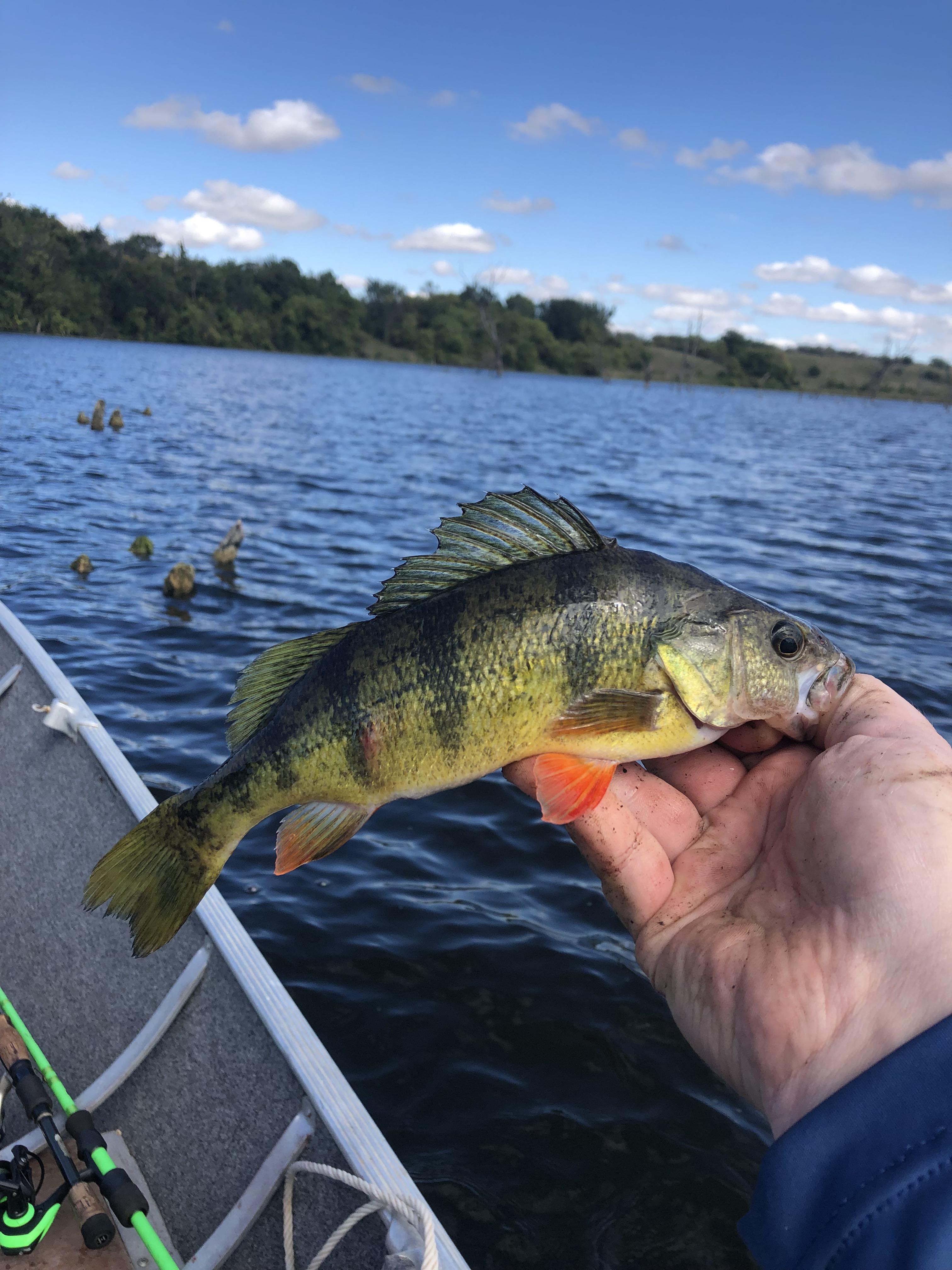 Nice orange fins on the perch r/Fishing