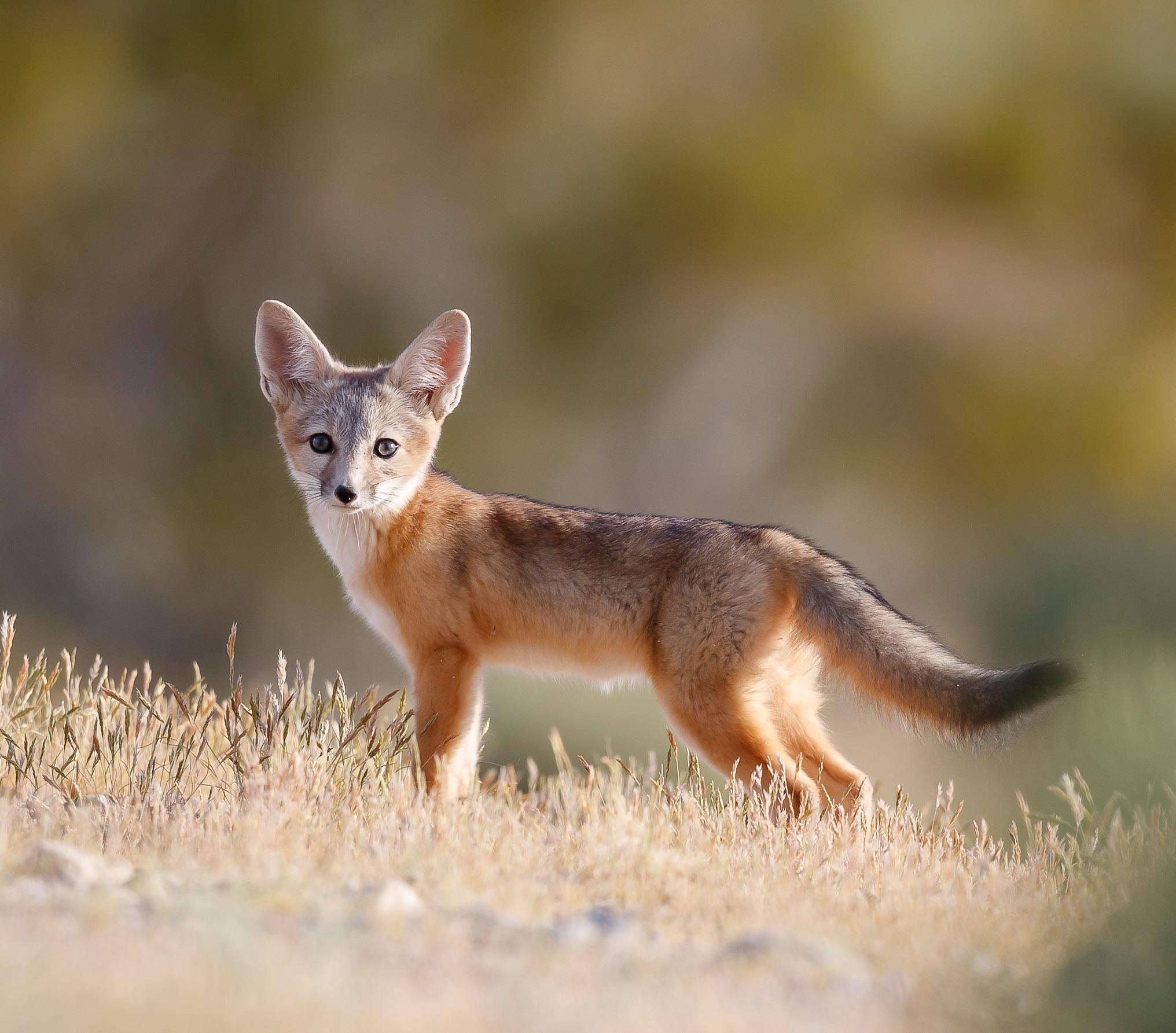 Desert Kit Fox, southern California. r/wildlifephotography
