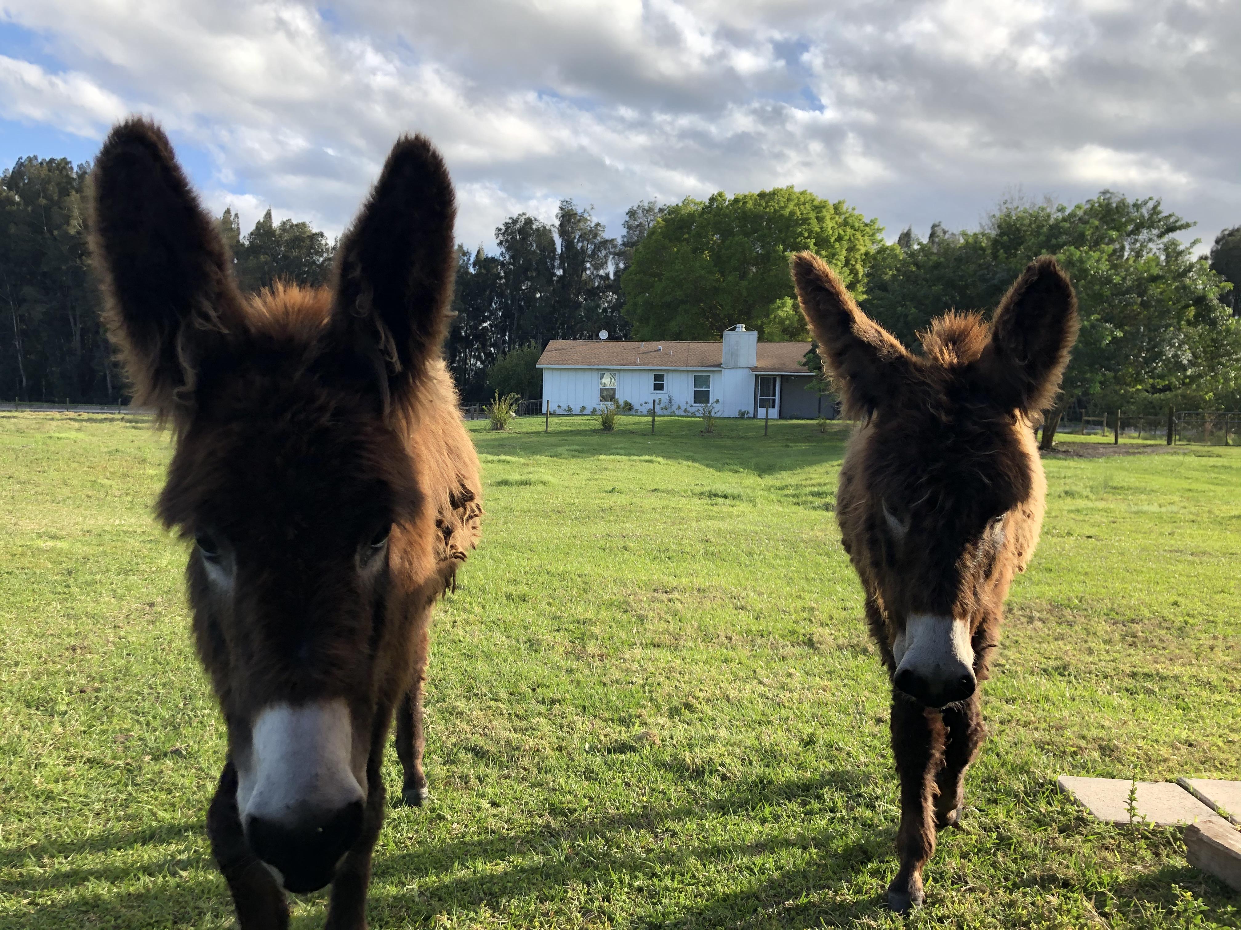Sweet chocolate donkeys. Godiva and Hershey. r/Donkeys