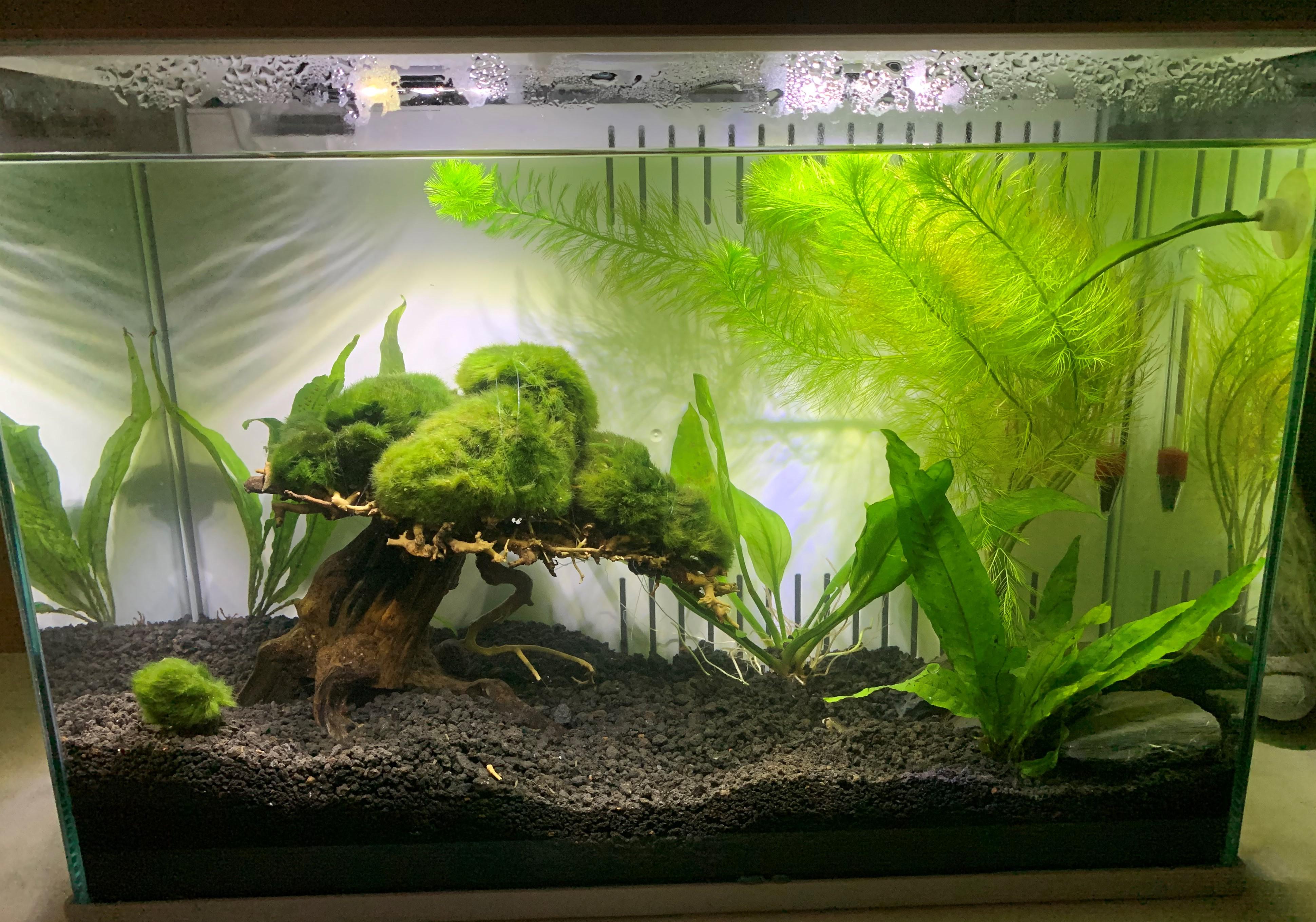 Rate my first betta tank r/bettafish