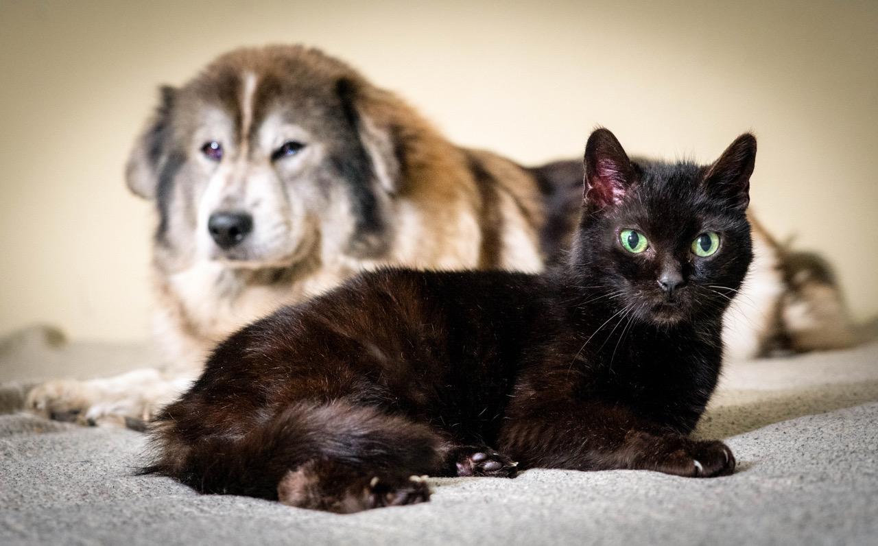 Dagny and Lucy have heard rumors that dogs and cats aren't