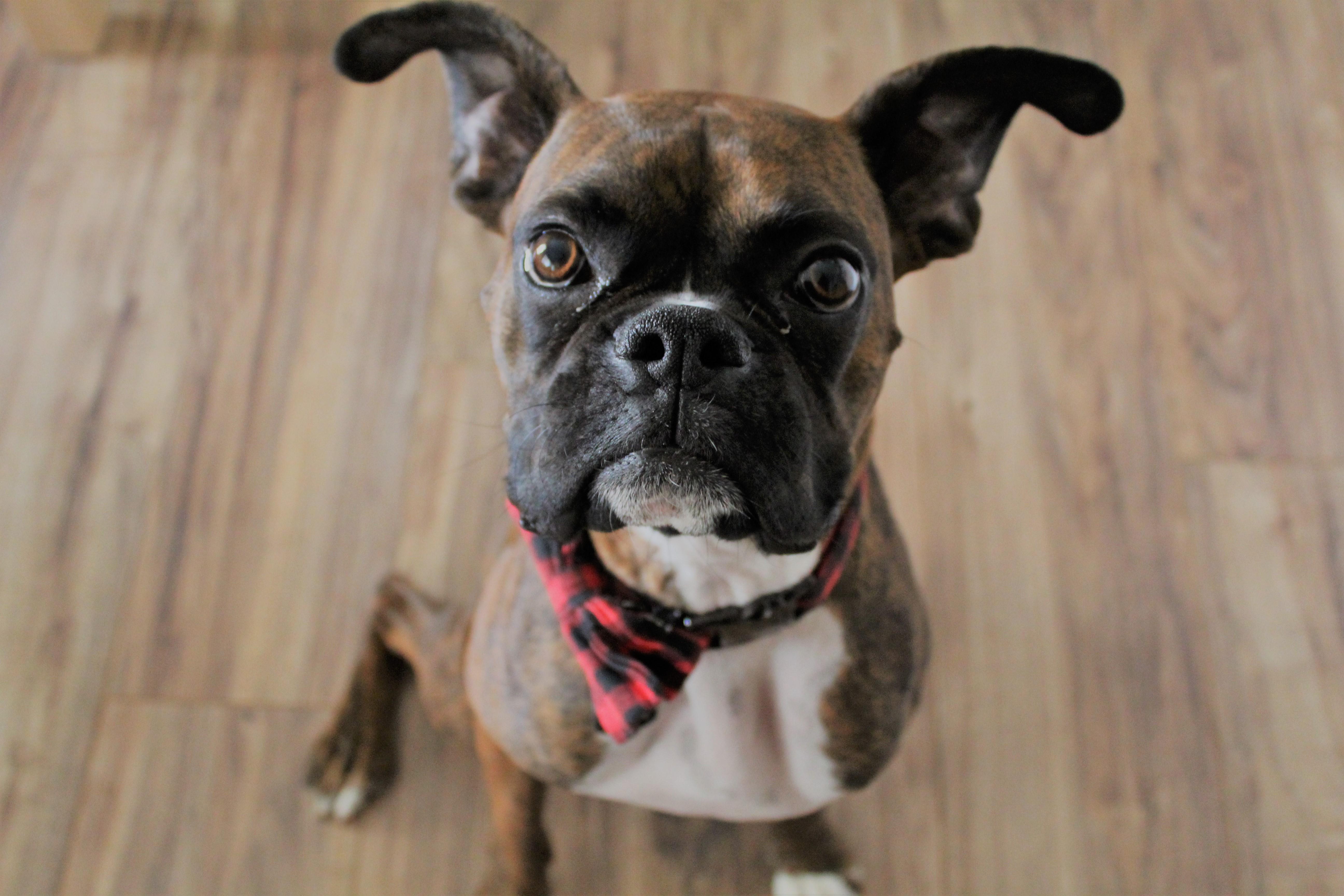 My handsome craigslist find r/Boxer