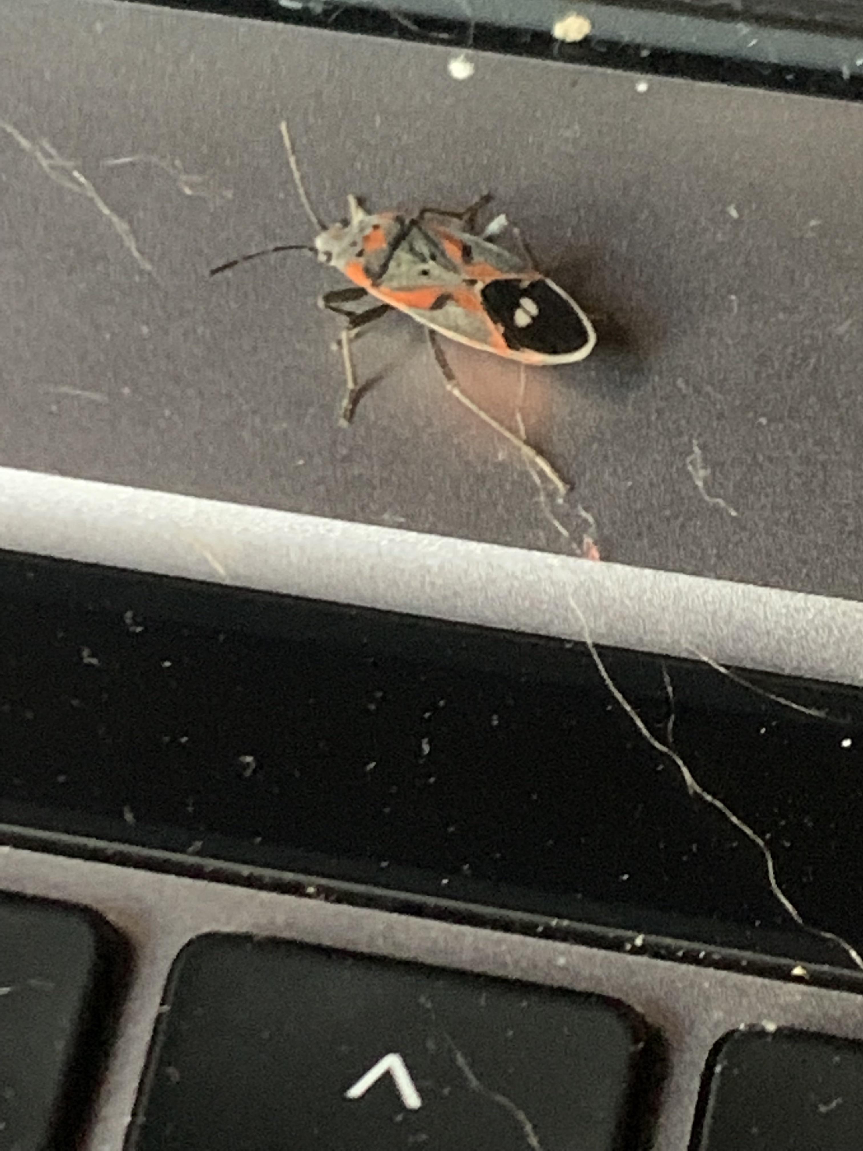 What is this bug? (Found on my laptop, Northwest Washington State) r
