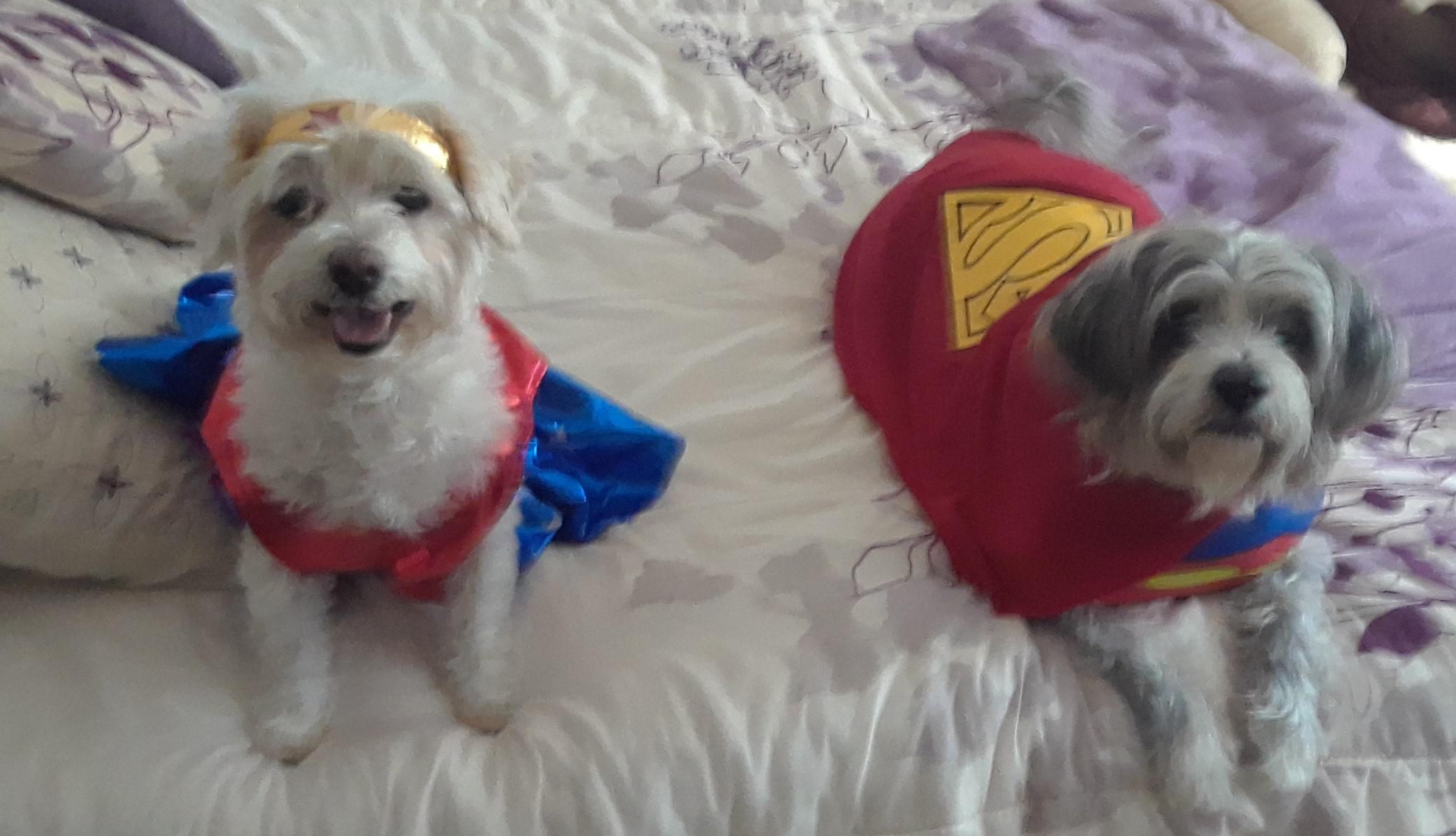 My dog's couples costume Eyebleach