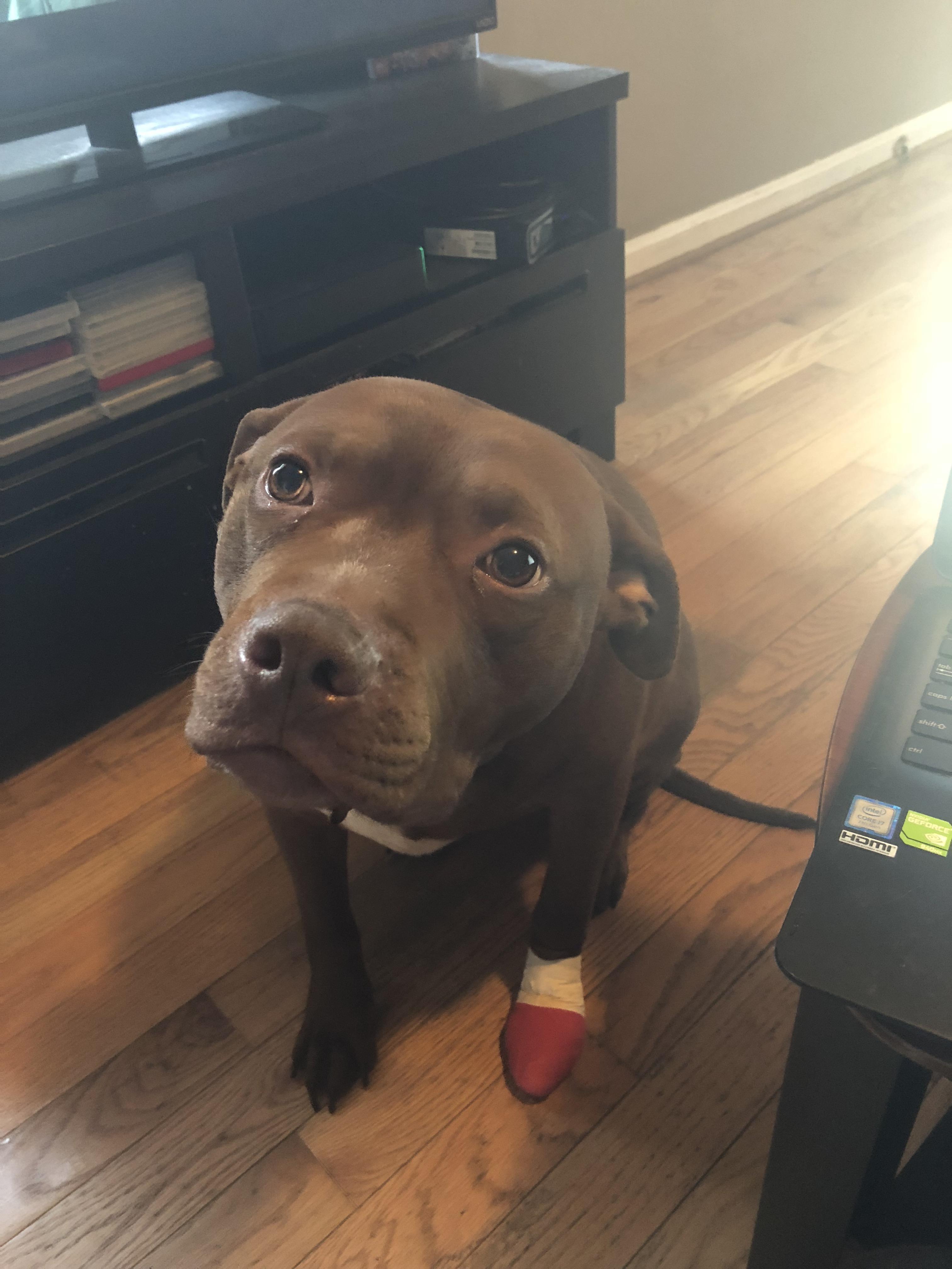 My little boo hurt his paw, so he got this cute boot & lots of peanut
