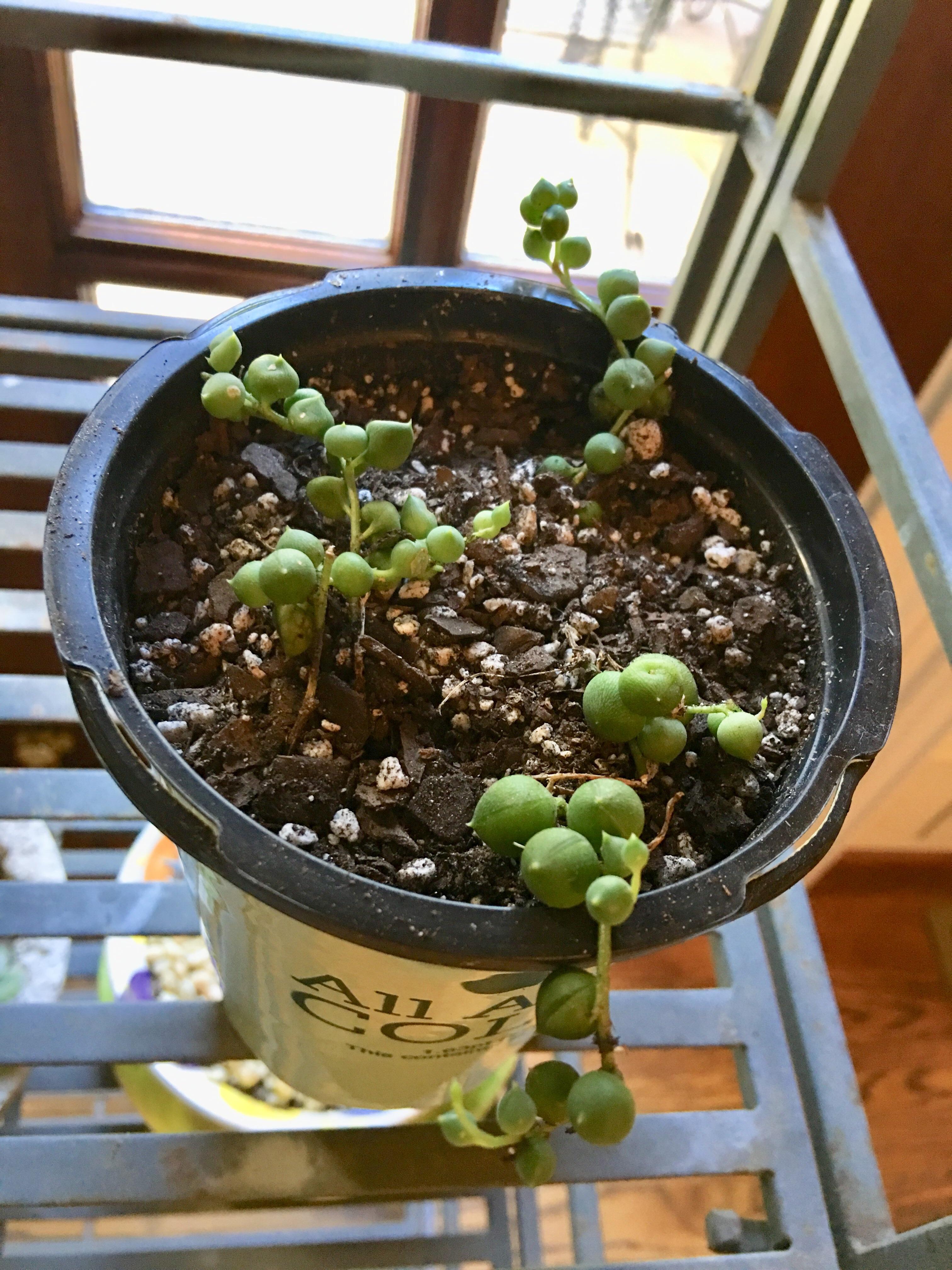 Why won’t my string of pearls grow? r/succulents