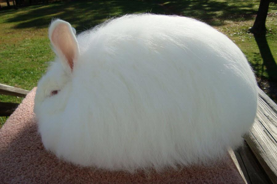 That’s one heckin fluffy rabbit aww