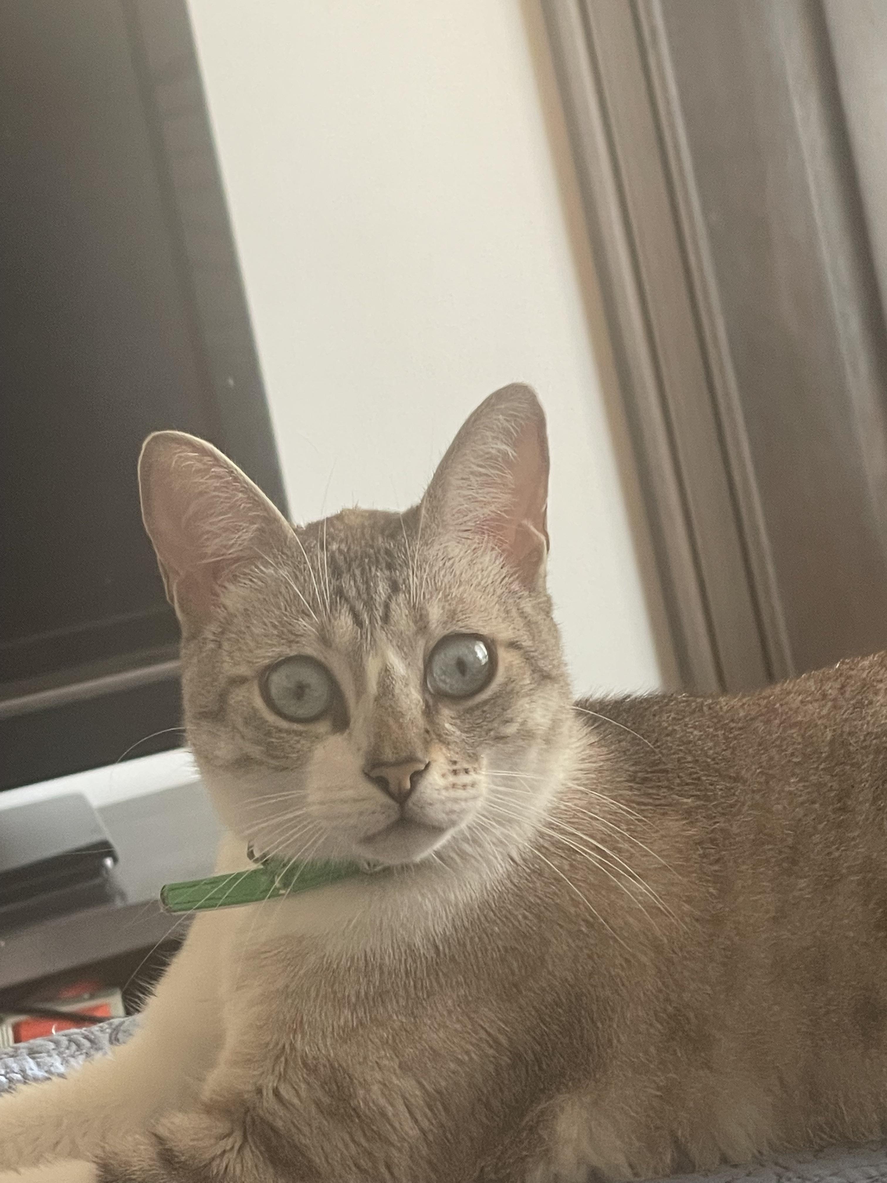 Why does my cat have such a scary face when light hits his eyes? His