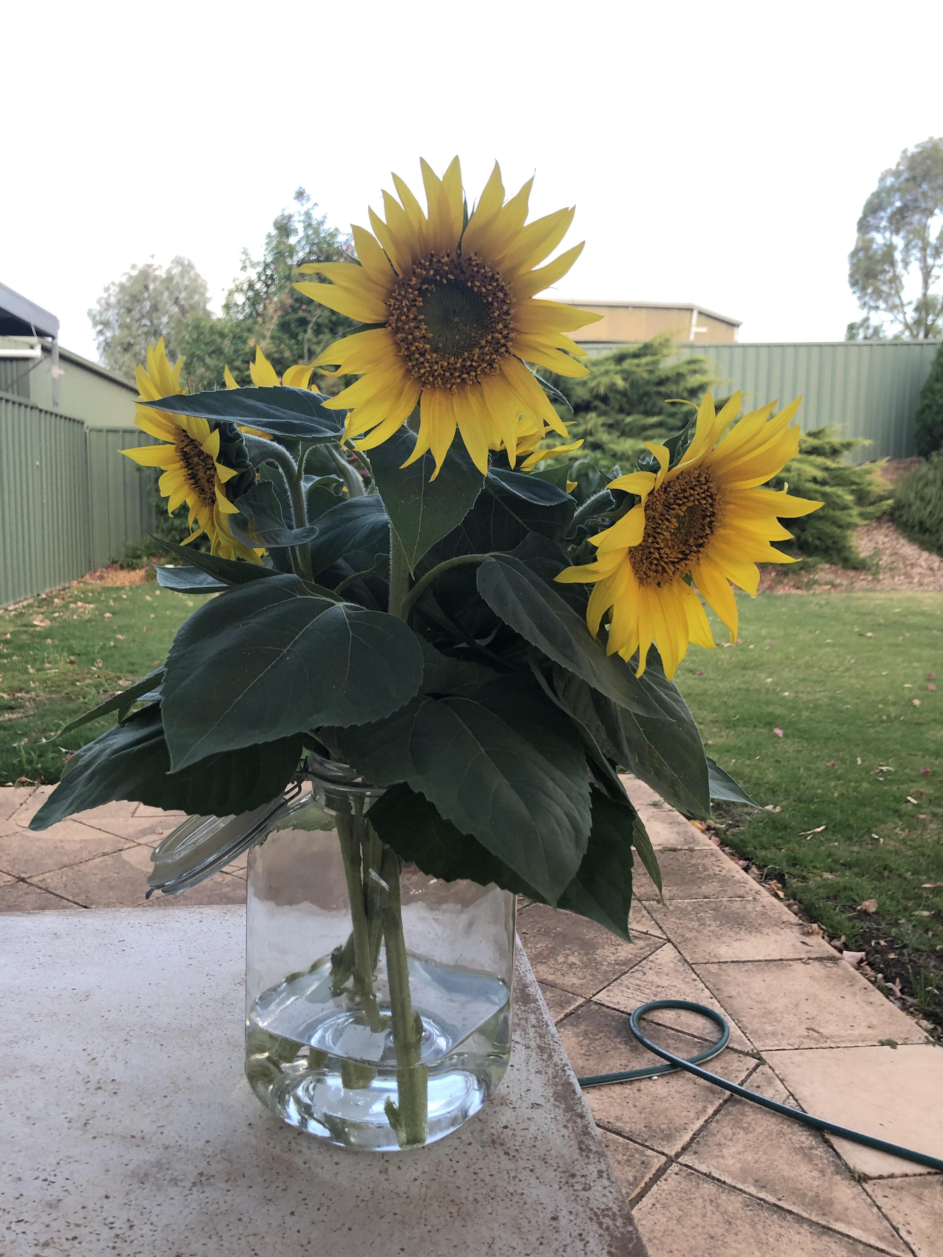 My first attempt at growing sunflowers went well r/gardening