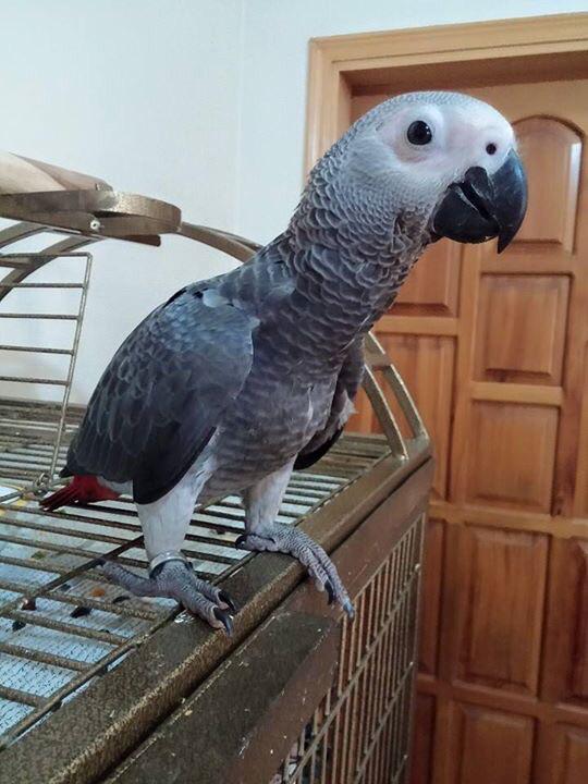 A baby African grey parrot OMG MY HEART IS MELTING LIKE BUTTER ON HOT