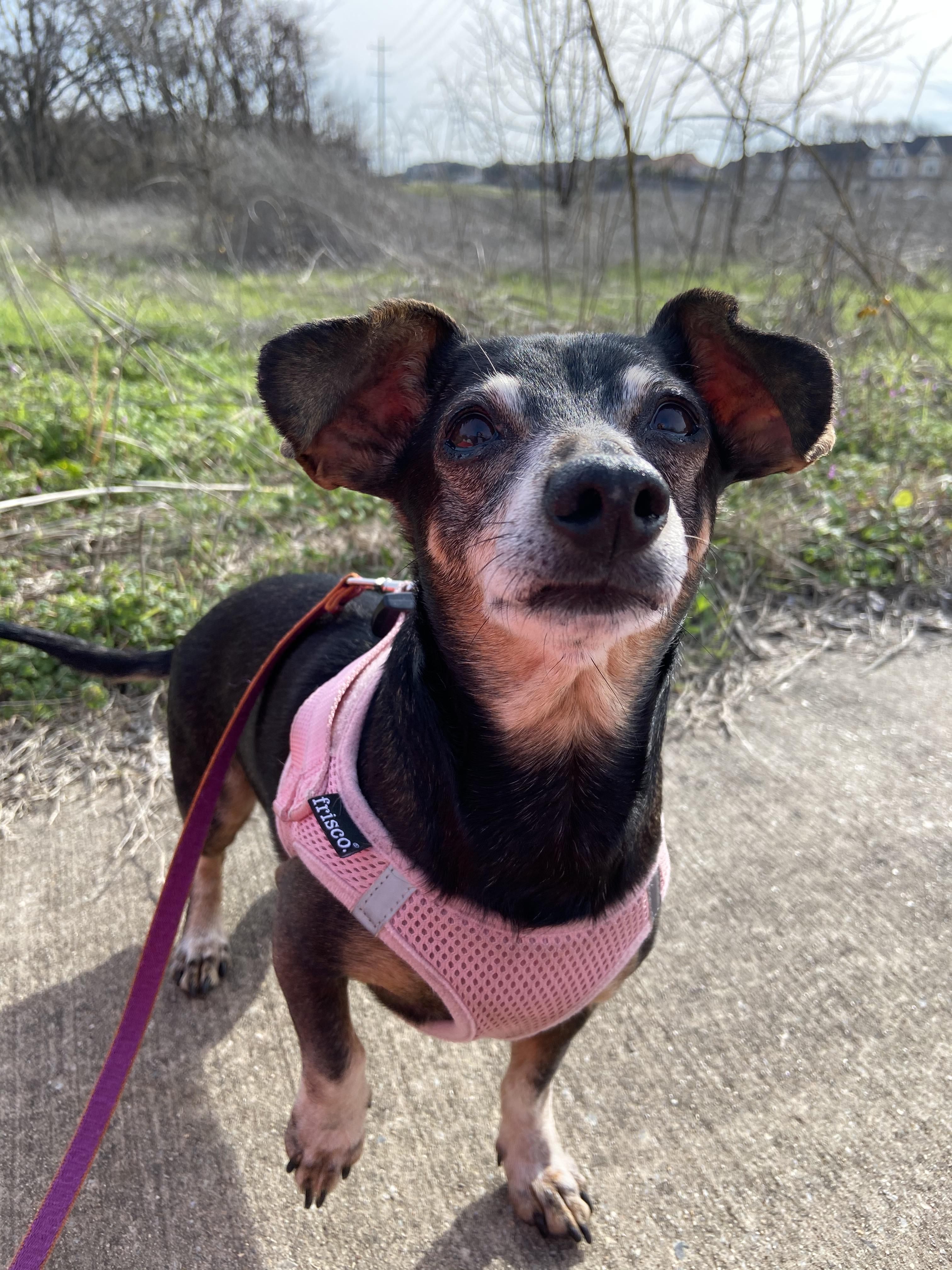I believe my 10 yr old Ella is a mini dachshund/rat terrier mix. Anyone