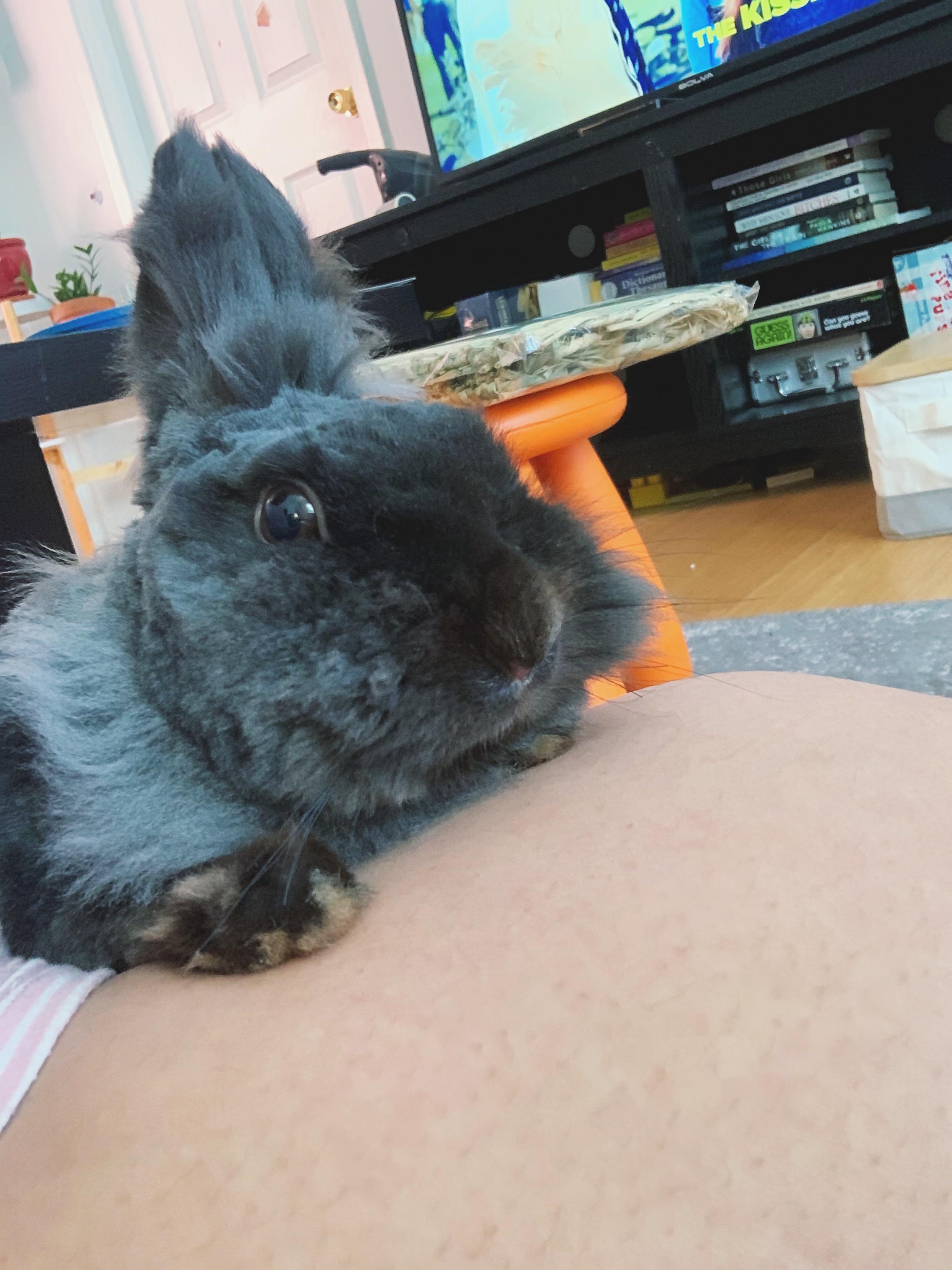 Rabbit Downey Jr. and my thigh enjoying our Tuesday morning (yes her