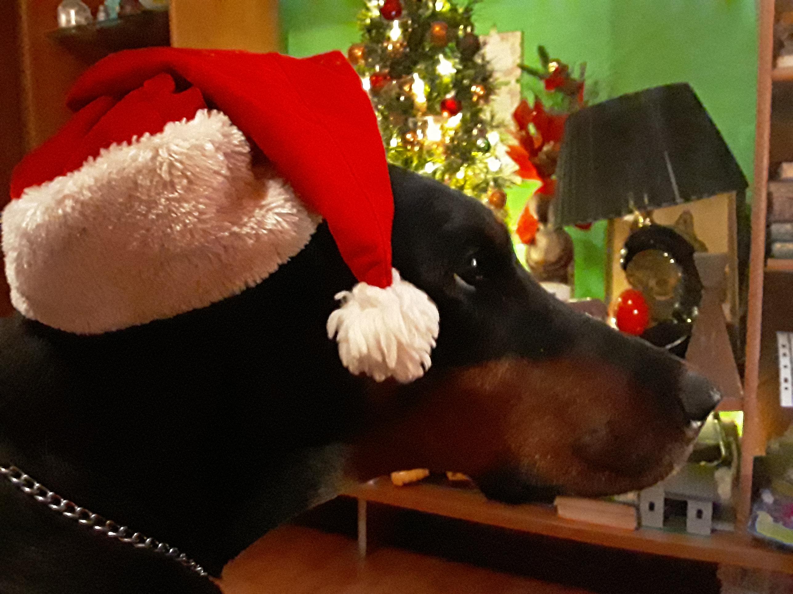 My dog has died in her sleep when i came home,and this is the last