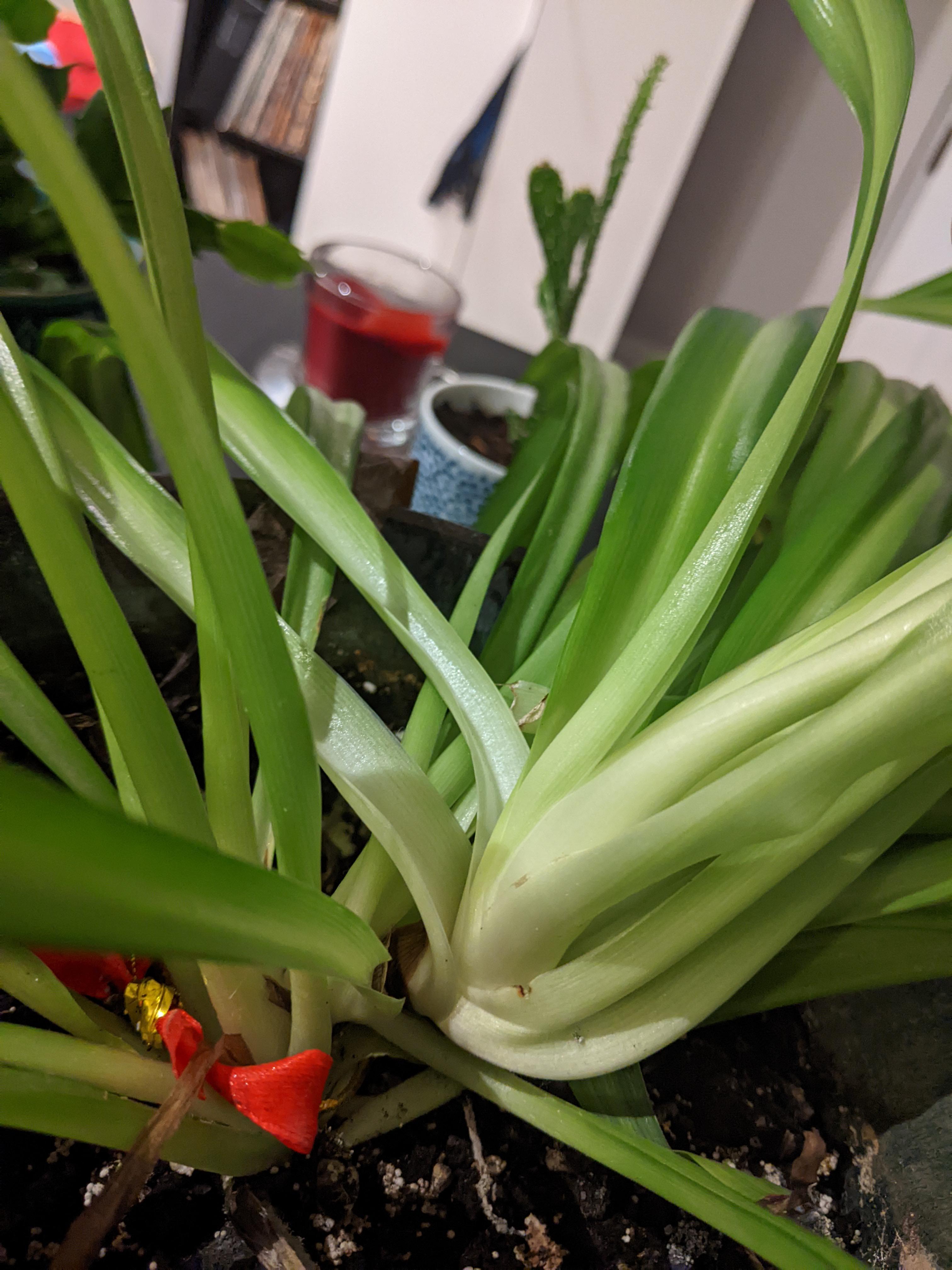 Floppy spider plant, can I break it in two and prop the top? r