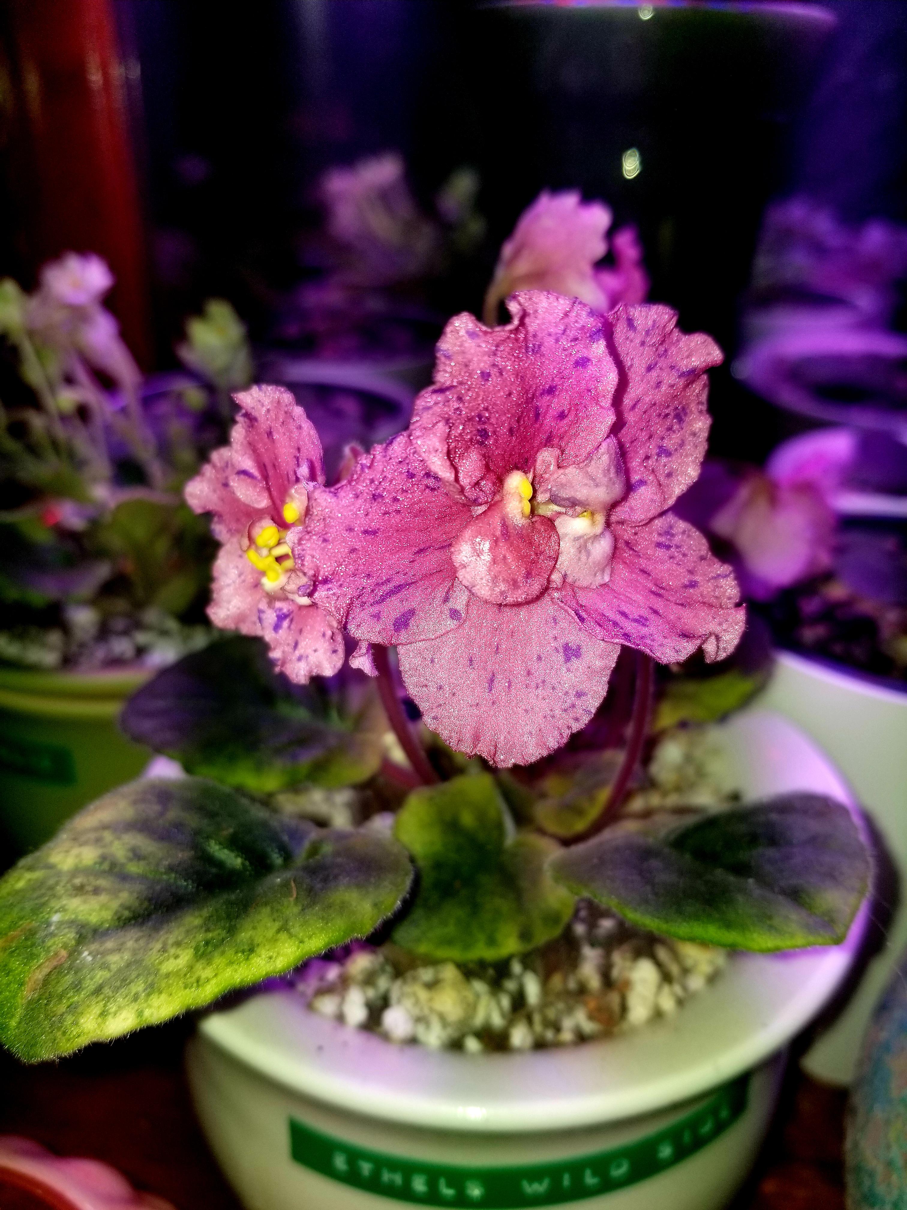 Variegated African Violet, 'Ethel's Wild Side' (all three variegated