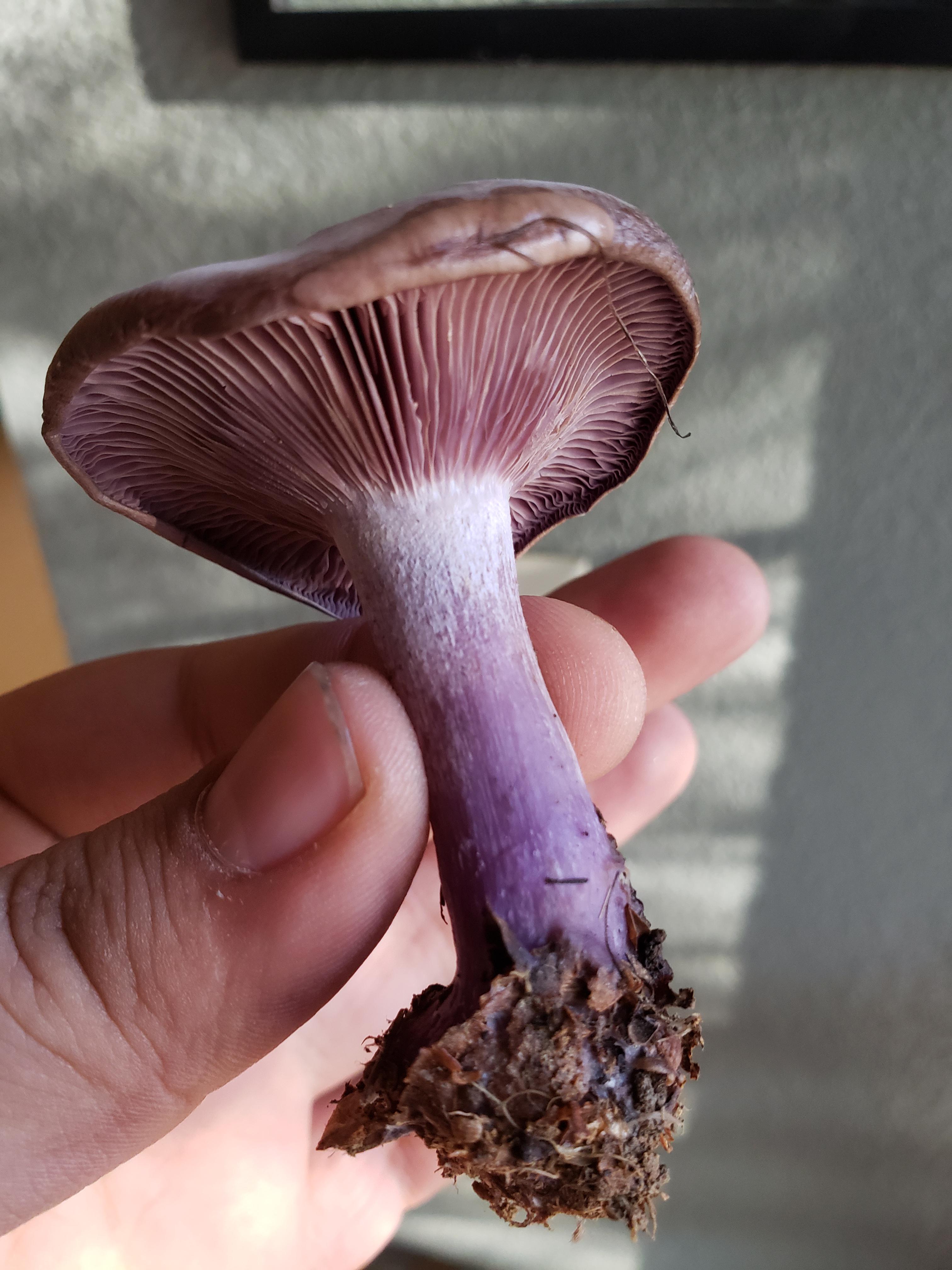 This beautiful purple mushroom I found in northern California was