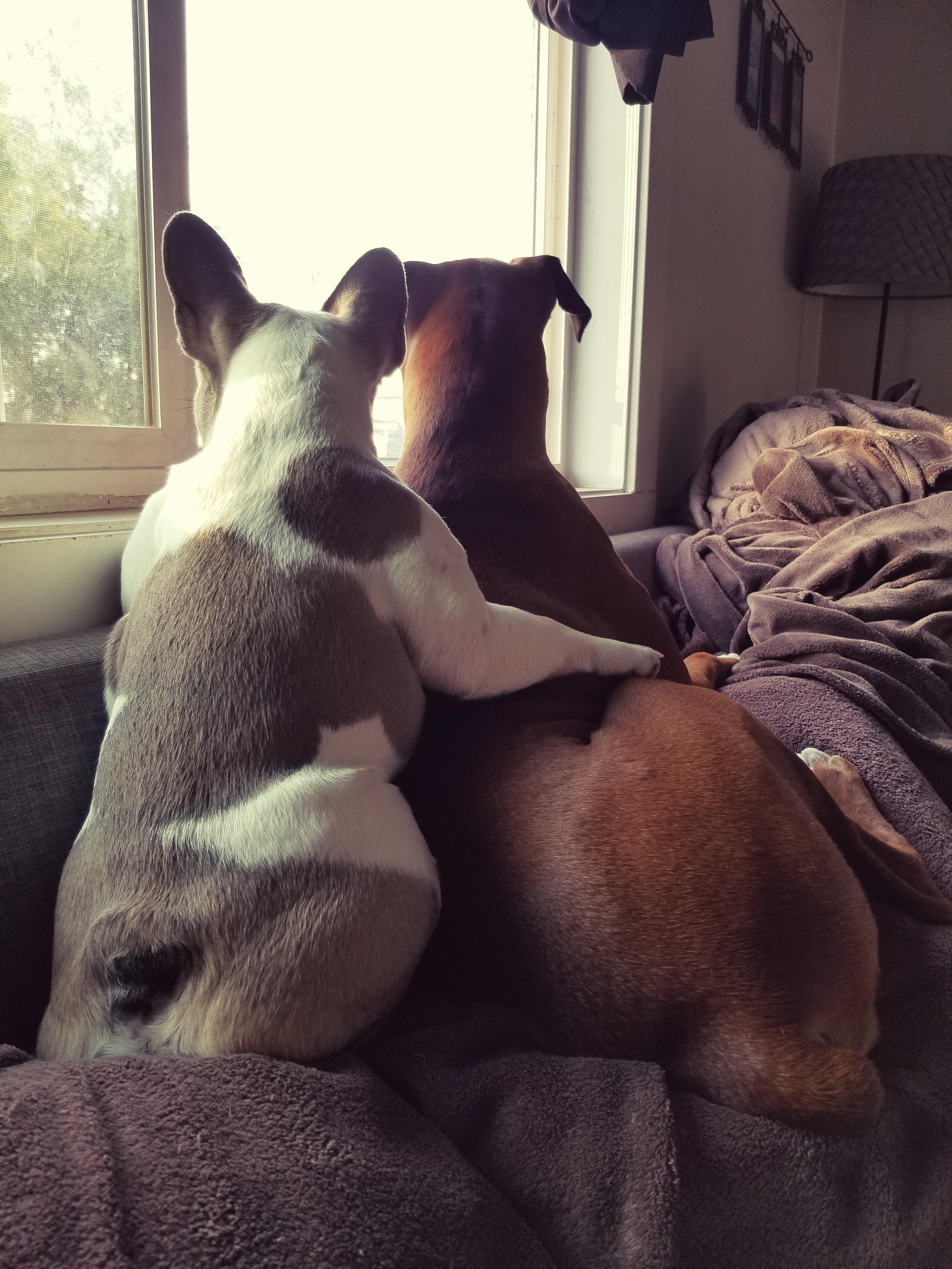 Complete opposites and best friends. Our almost 2 year old boxer and 7