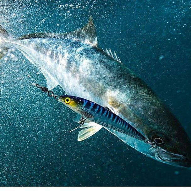 This does not need any caption!! r/Fishing