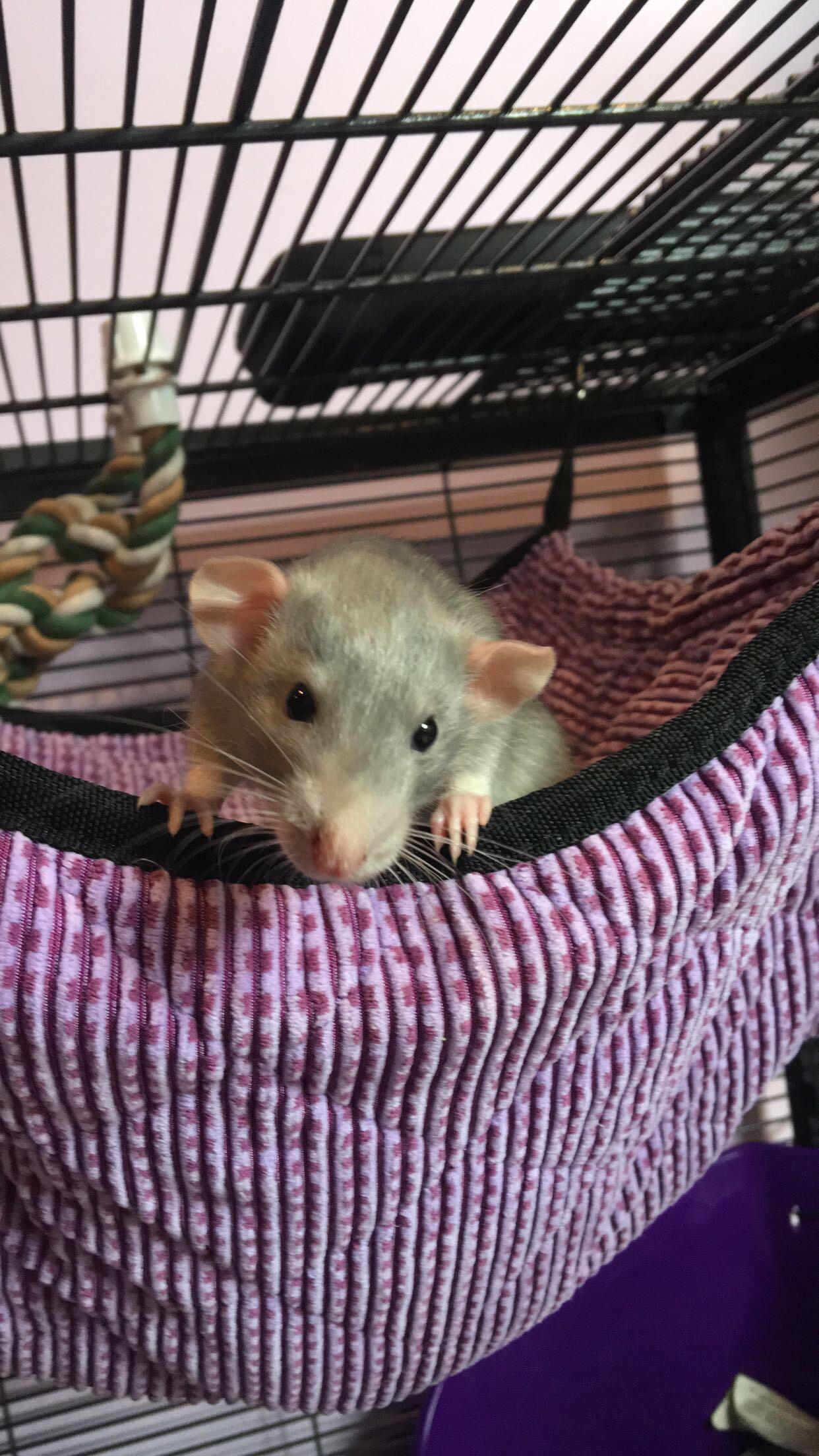 Mika was the runt of the litter. Although he’s still small